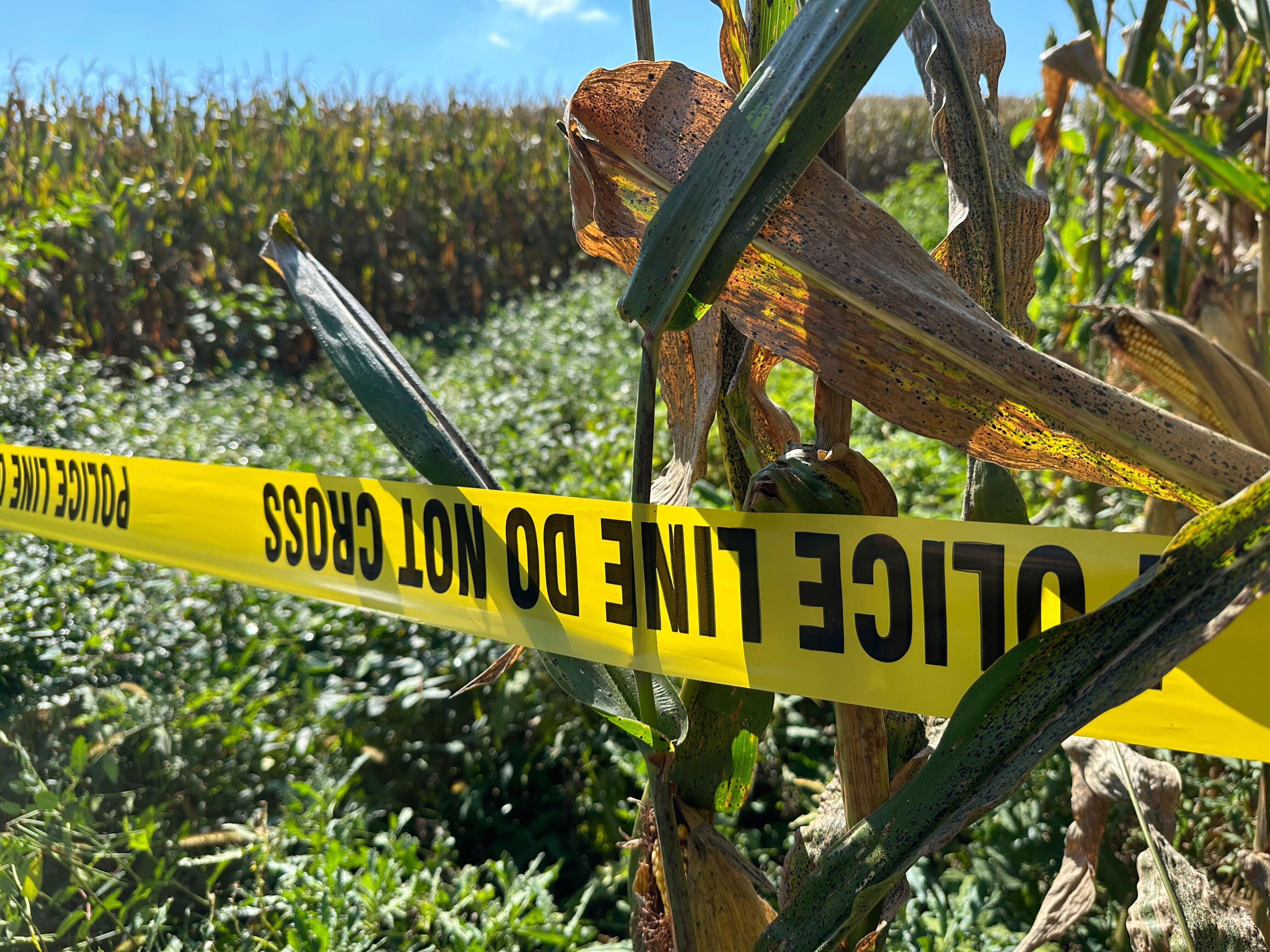 Police tape blocks a section of a cornfield, Thursday, Sept. 18, 2025, near where police were shot during a domestic investigation on Wednesday in North Codorus, Pa. (Tassanee Vejpongsa - AP)