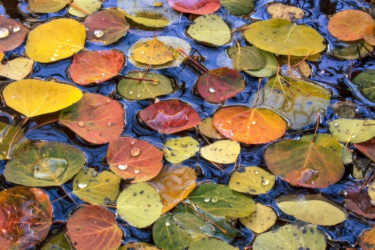A collection of aspen leaves on water. “Often we’ll walk around camp in the morning after our sunrise photography sessions and we’ll just look for the most beautiful leaves,” photographer Kane Engelbert says. Photo by Kane Engelbert, kaephotography.com