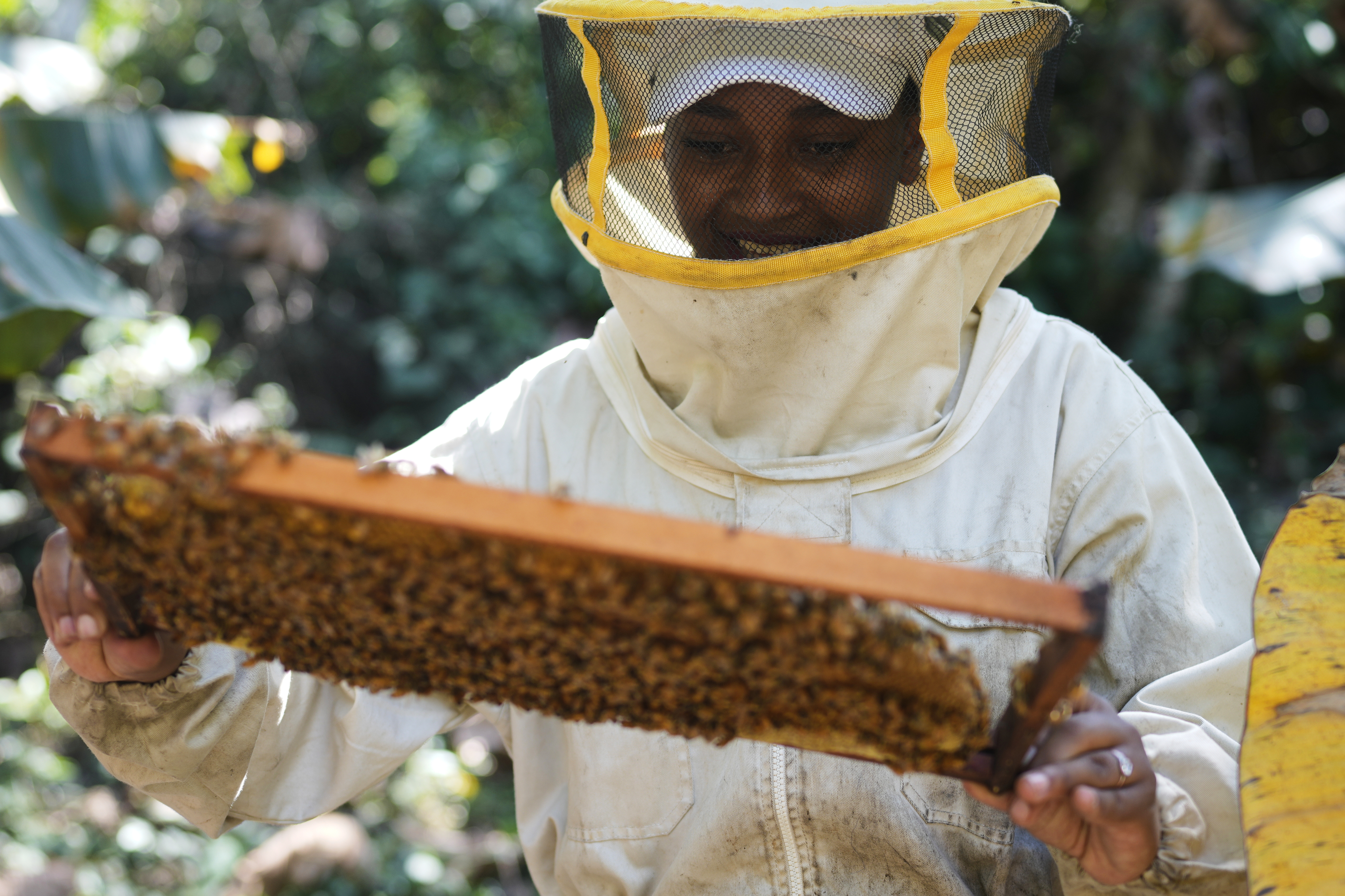 Beekeeper Cielo Torres collects honeycomb from a special box to extract the honey produced by bees in a field near Tocana, in Los Yungas region of Bolivia, Sunday, Aug. 3, 2025. (Juan Karita - AP)
