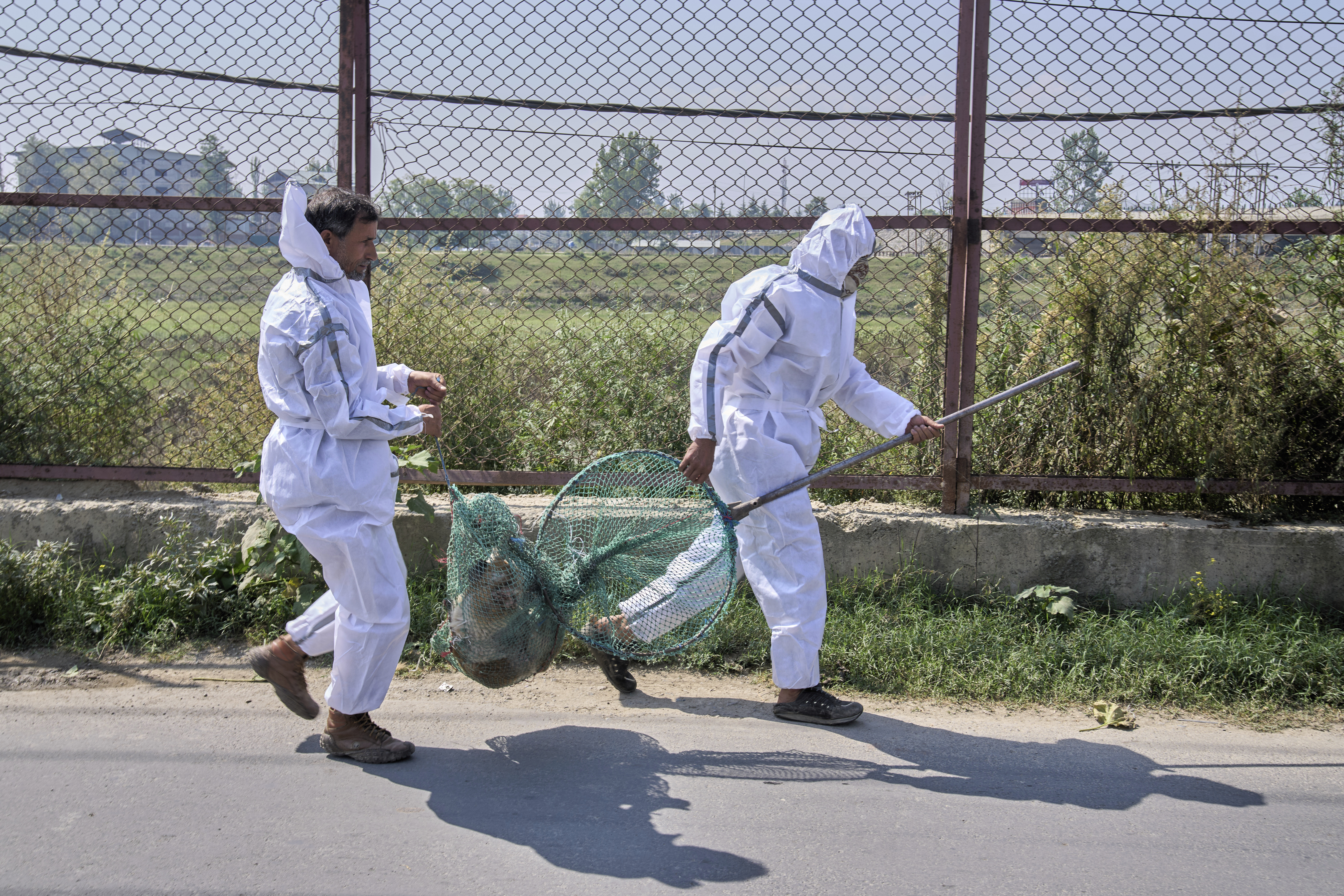 Municipal workers carry a stray dog during a sterilization drive in Srinagar, Indian controlled Kashmir, Wednesday, Sept. 17, 2025. (Dar Yasin - AP)