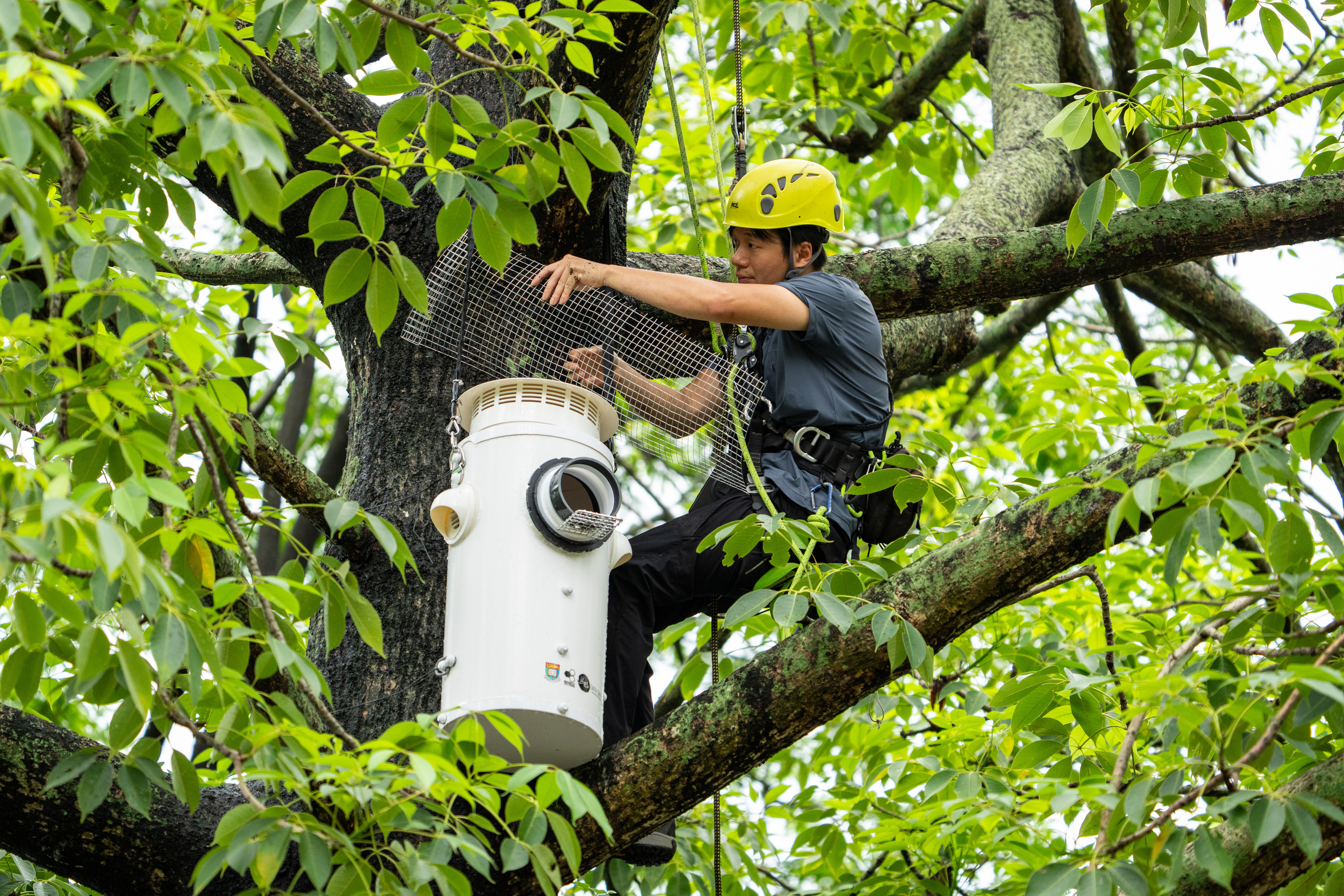 Conservationist Harry Wong climbs up to the tree to install an artificial nest box for wild yellow-crested cockatoos in Victoria Park in Hong Kong, on Aug. 18, 2025. (Chan Long Hei - AP)