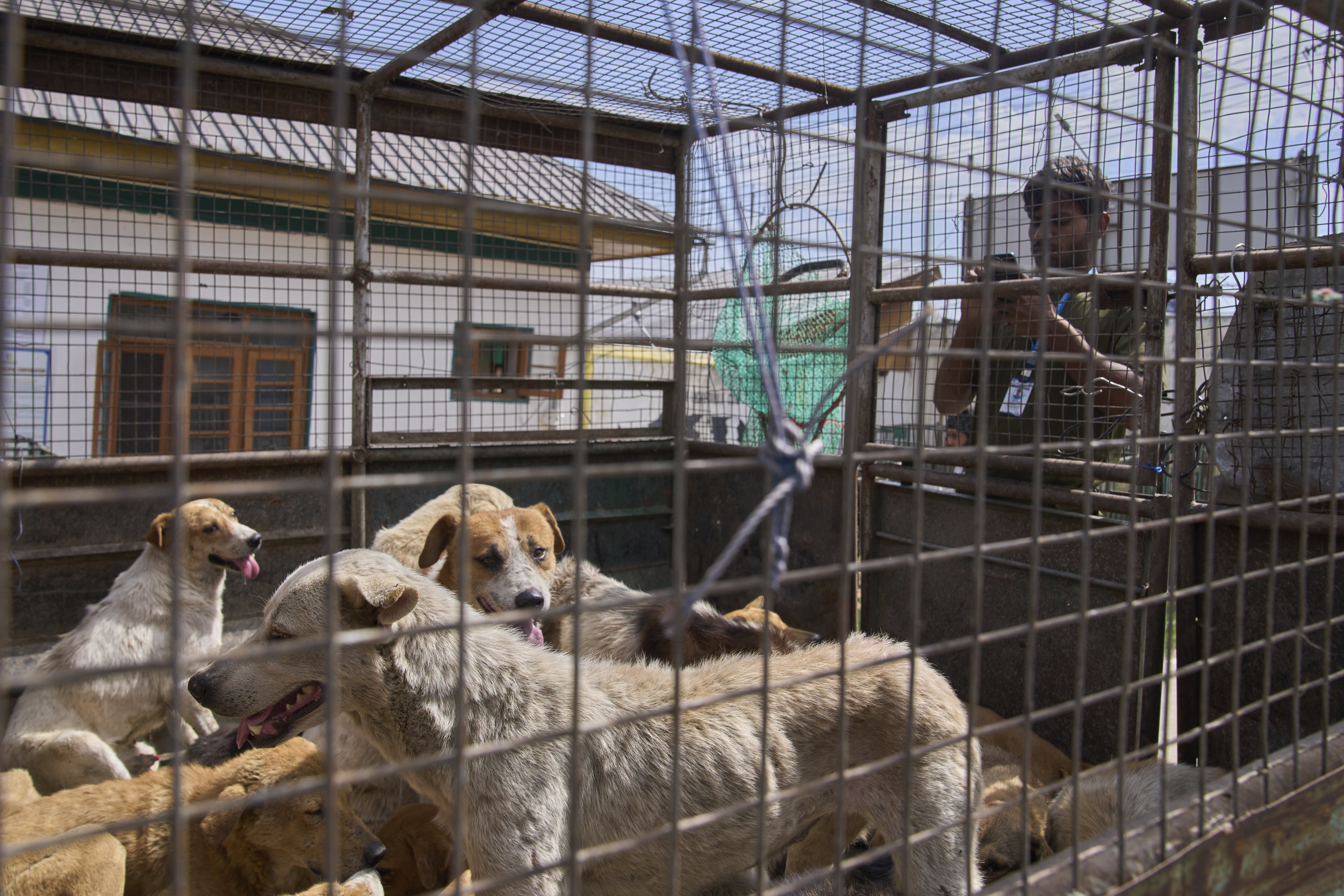 A volunteer with an animal welfare organization geo-tag stray dogs, captured from various locations, as they arrive at a veterinary hospital in Srinagar, Indian controlled Kashmir, Tuesday, Sept. 16, 2025. (Dar Yasin - AP)