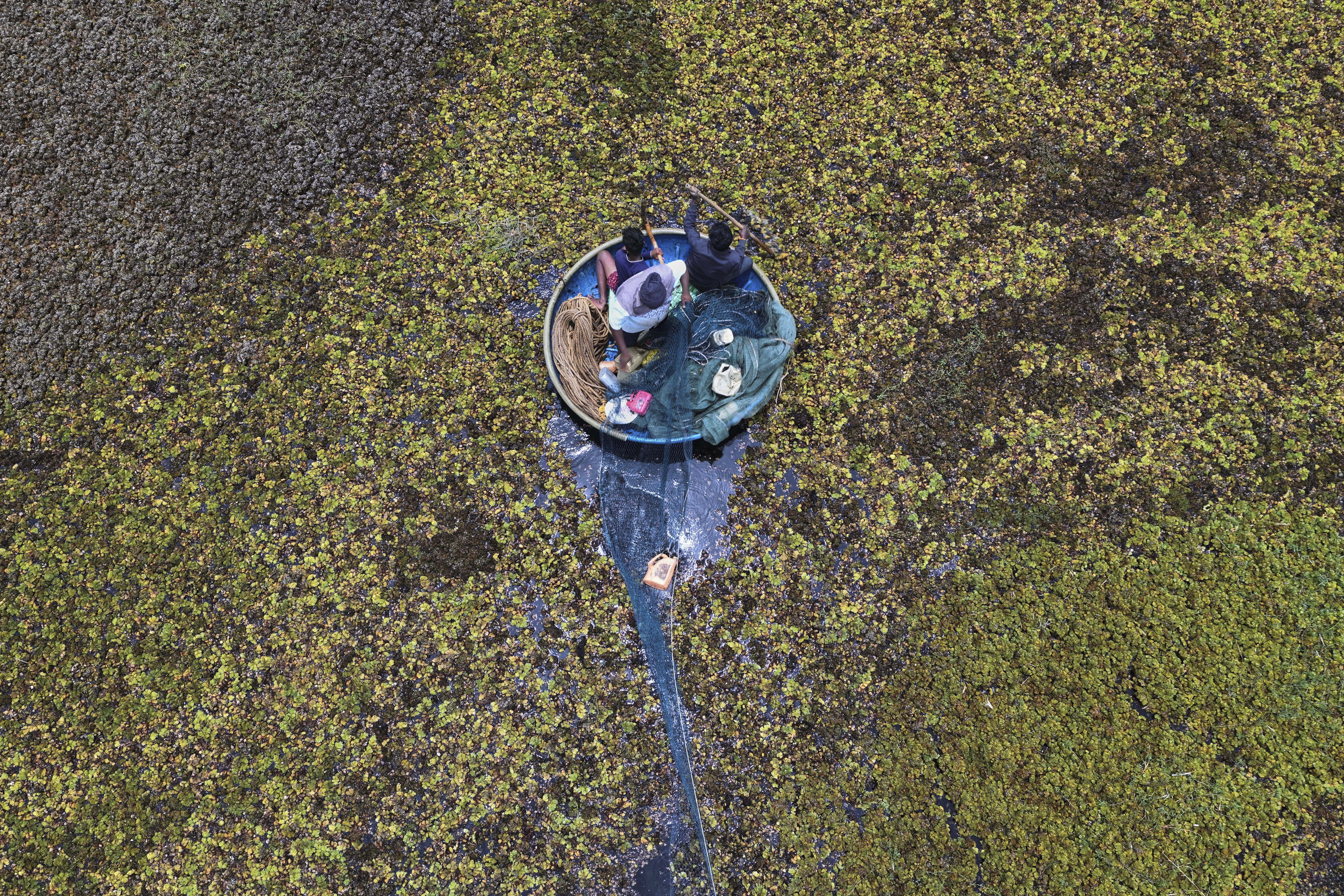 Fisherman Sunil Kumar, bottom, spreads a fishing net to help remove the weeds floating on Doddajala Lake on the outskirts of Bengaluru, India, Saturday, Aug. 23, 2025. (Aijaz Rahi - AP)