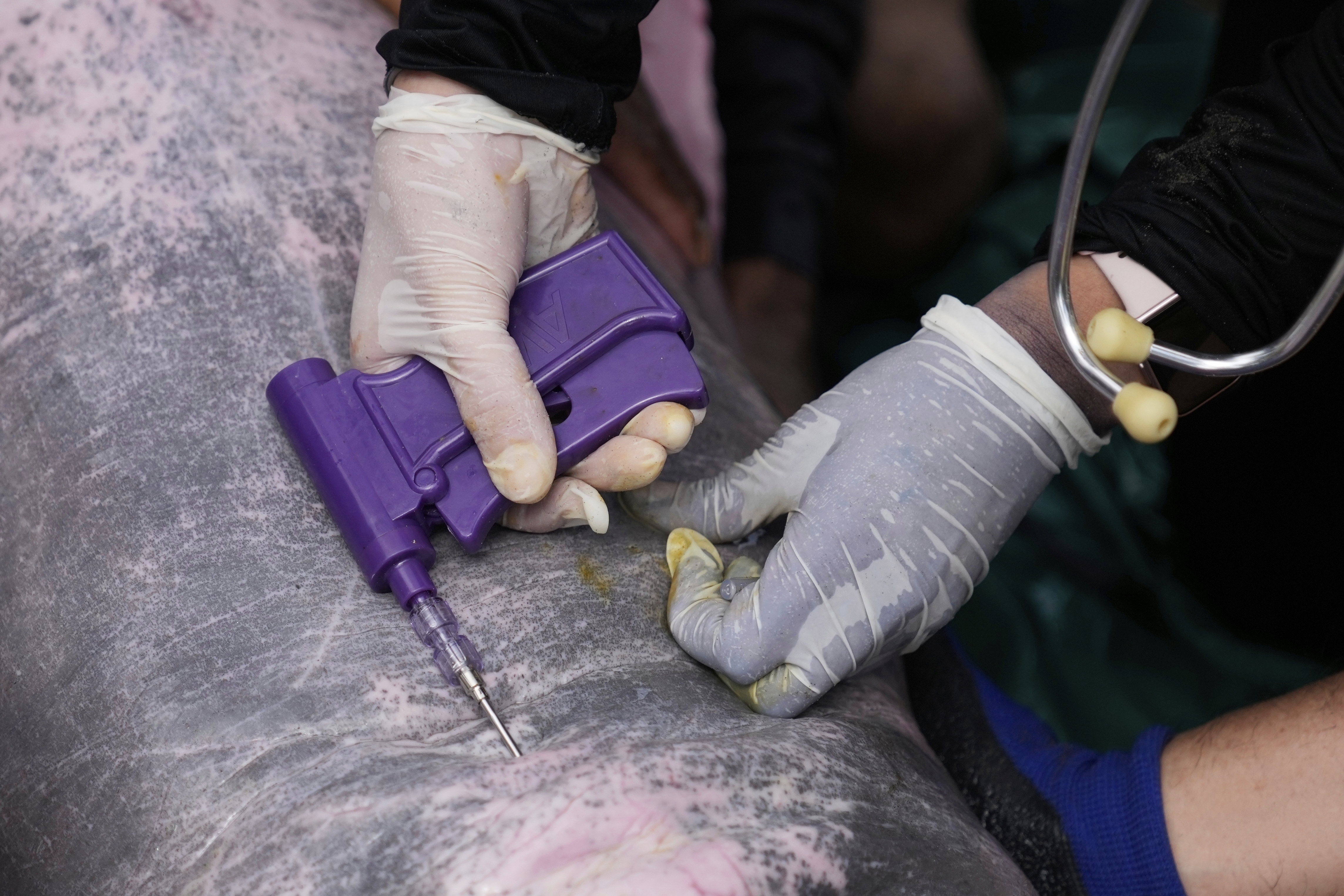 Veterinarian Maria Jimena Valderrama implants a microchip into a pink river dolphin after a health check in Puerto Narino, Colombia, Sunday, Sept. 7, 2025. (Fernando Vergara - AP)