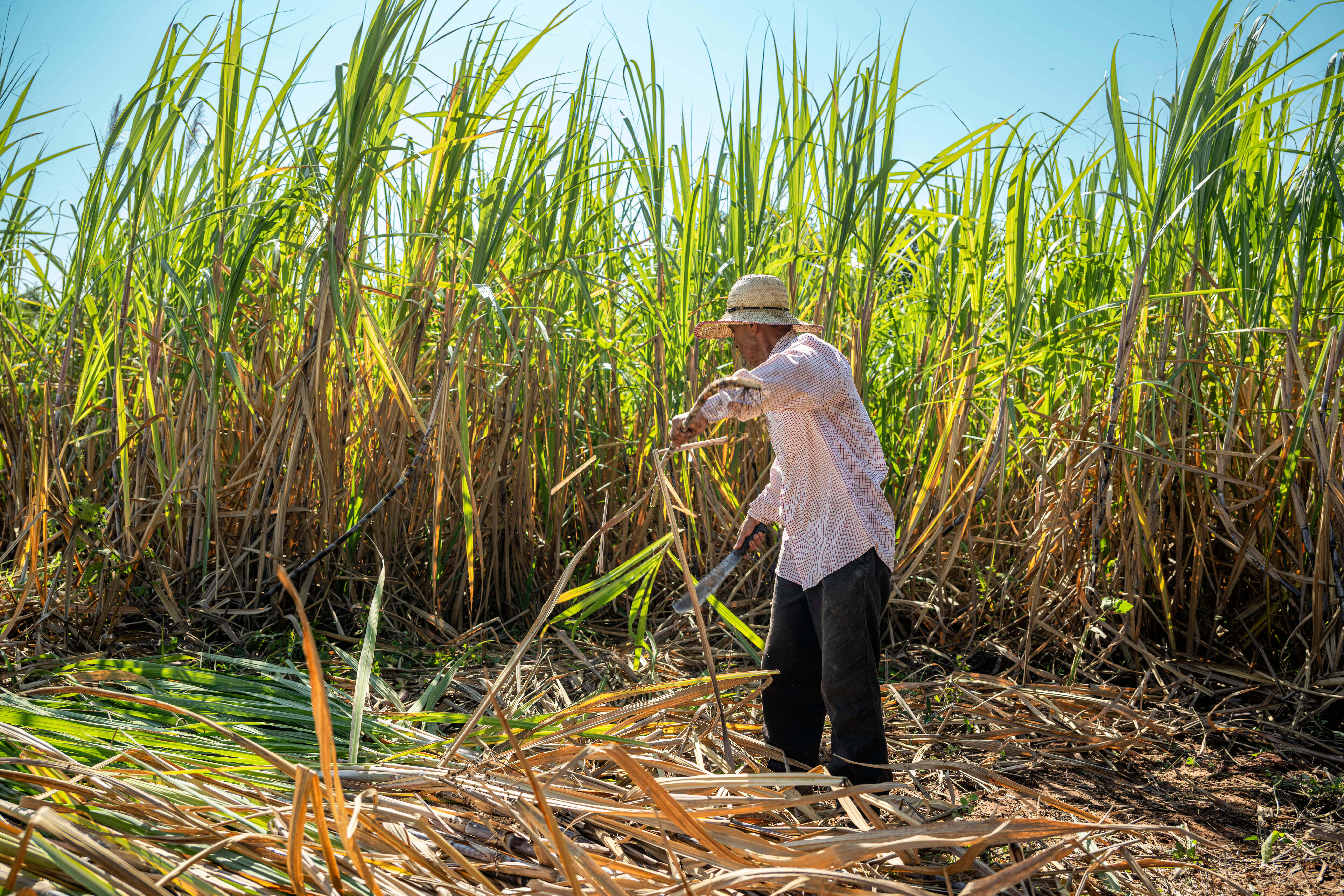 A farmer harvests sugar cane in Tebicuary, Paraguay on August 21, 2023. (Ralphie Zotti - Wholesome Sweeteners Inc)