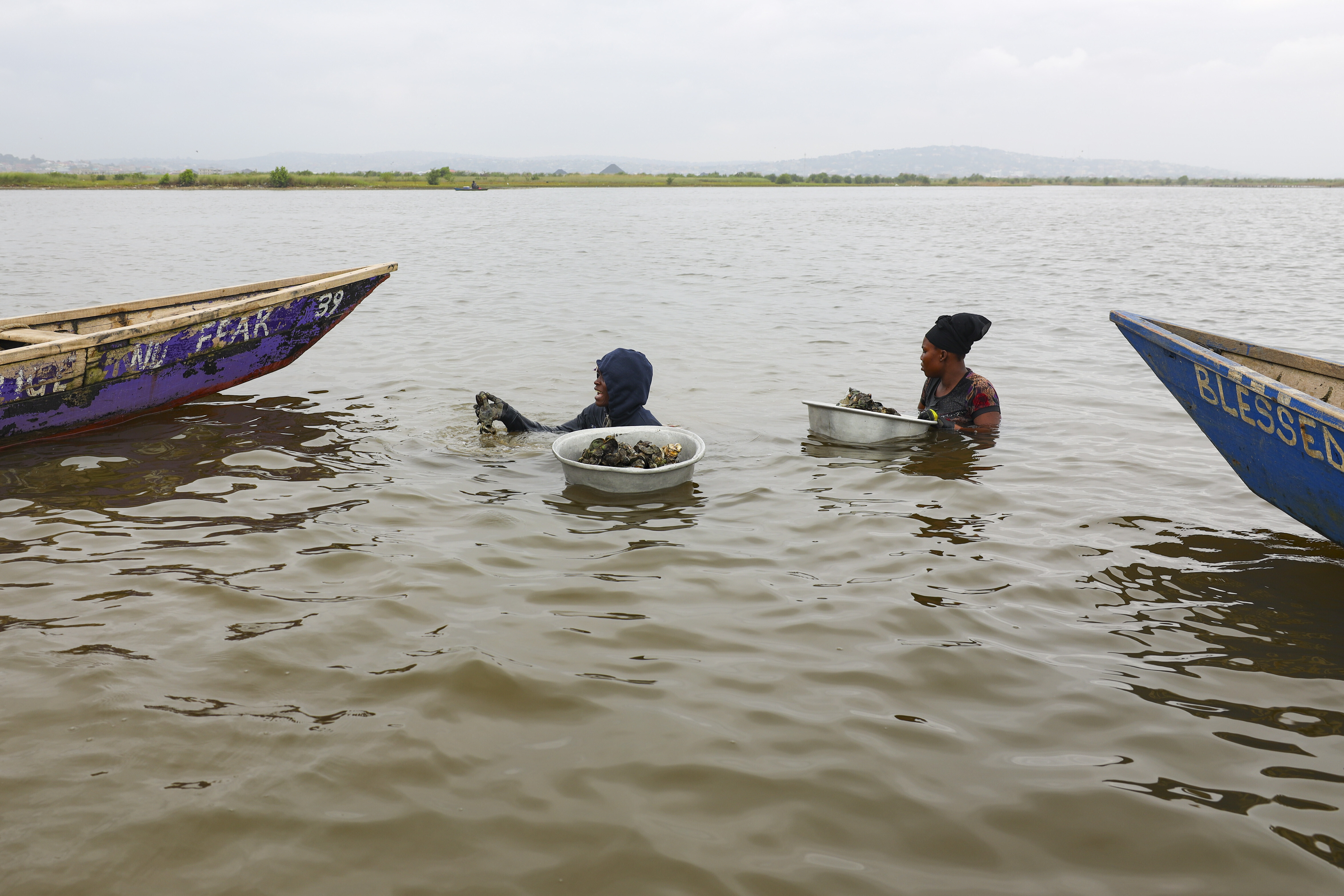 Women harvest oysters in the Densu estuary in Tsokomey, Ghana, Aug. 6, 2025. (Misper Apawu - AP)