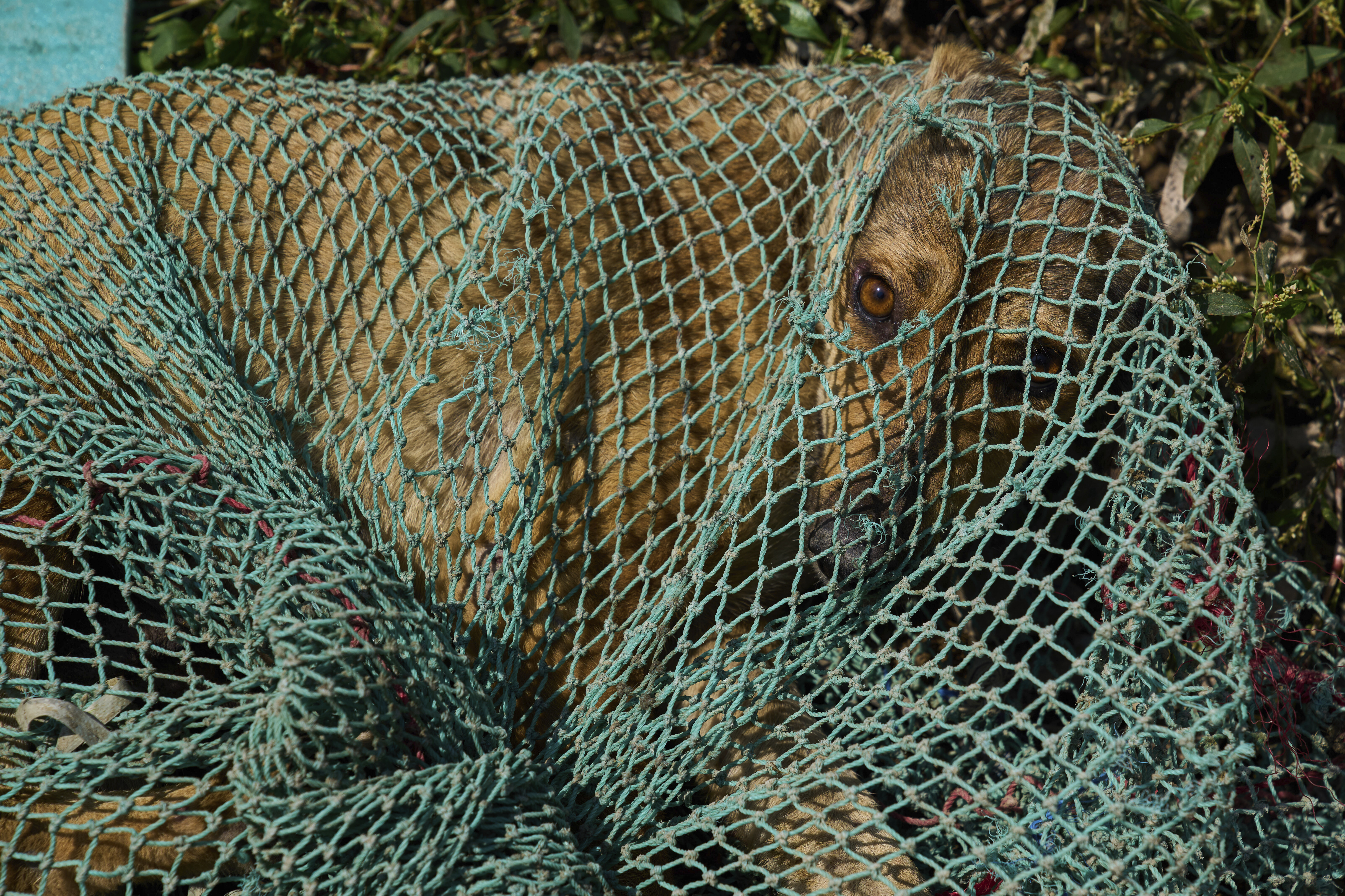 A stray dog looks through a hole in a net after being caught by municipal workers during a sterilization drive in Srinagar, Indian controlled Kashmir, Wednesday, Sept. 17, 2025. (Dar Yasin - AP)