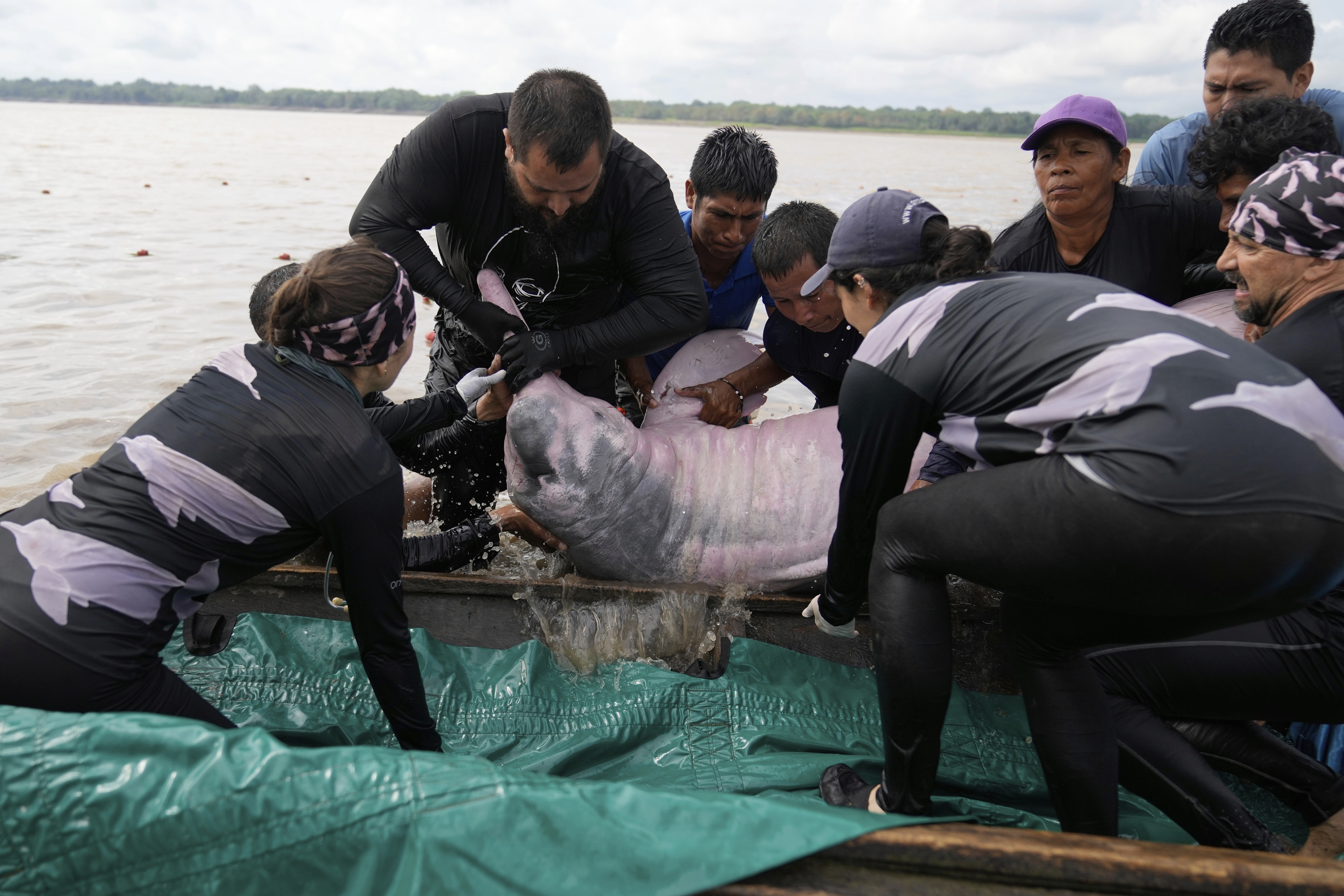 Scientists and veterinarians capture a pink river dolphin in the Amazon River for health checks in Puerto Narino, Colombia, Sunday, Sept. 7, 2025. (Fernando Vergara - AP)