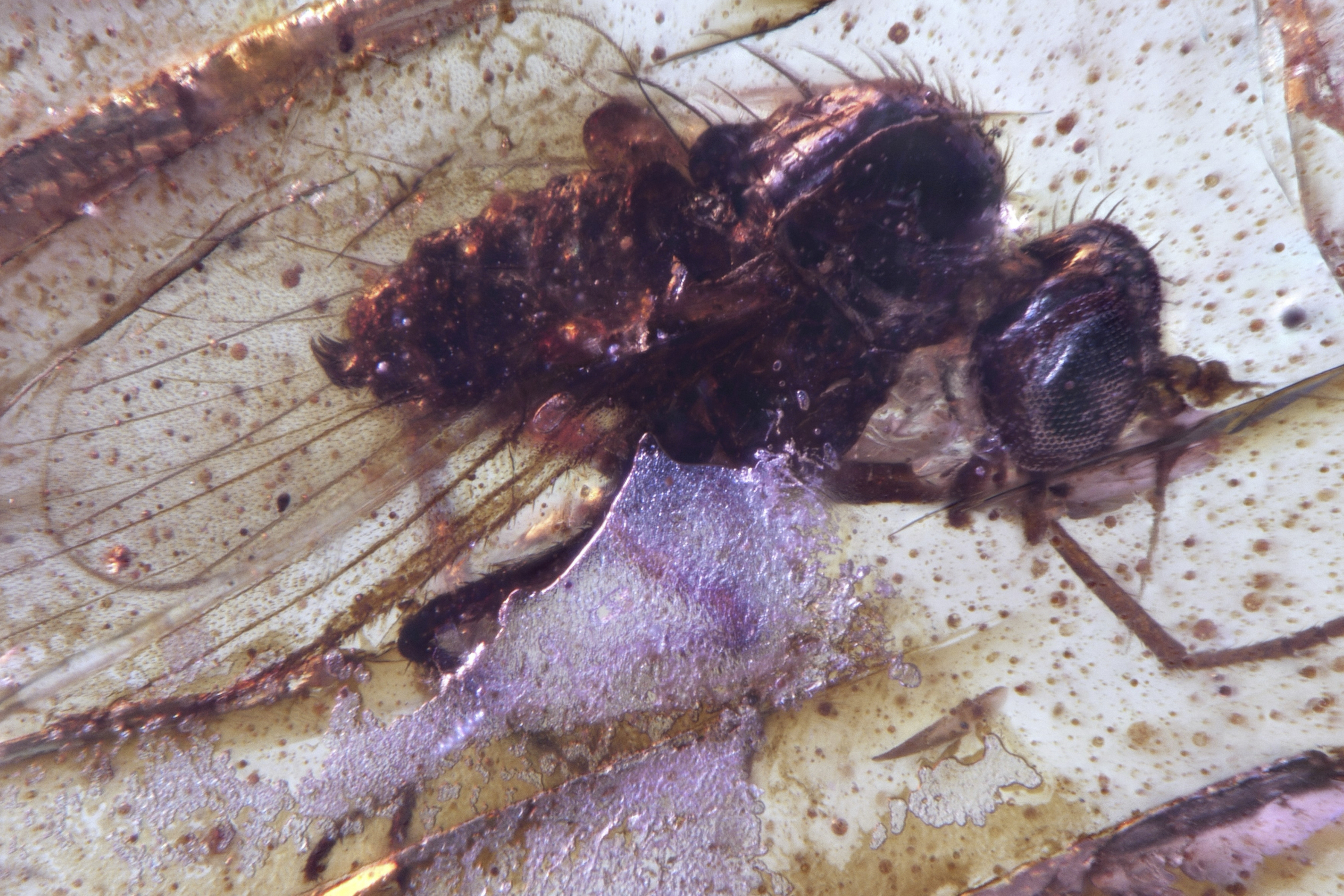 This photo provided by researchers in September 2025 shows a Diptera Brachycera fly of the family Dolichopodidae (long-legged flies) trapped in a Cretaceous-era amber sample discovered in Ecuador. (Mónica Solórzano-Kraemer - Mónica Solórzano-Kraemer)
