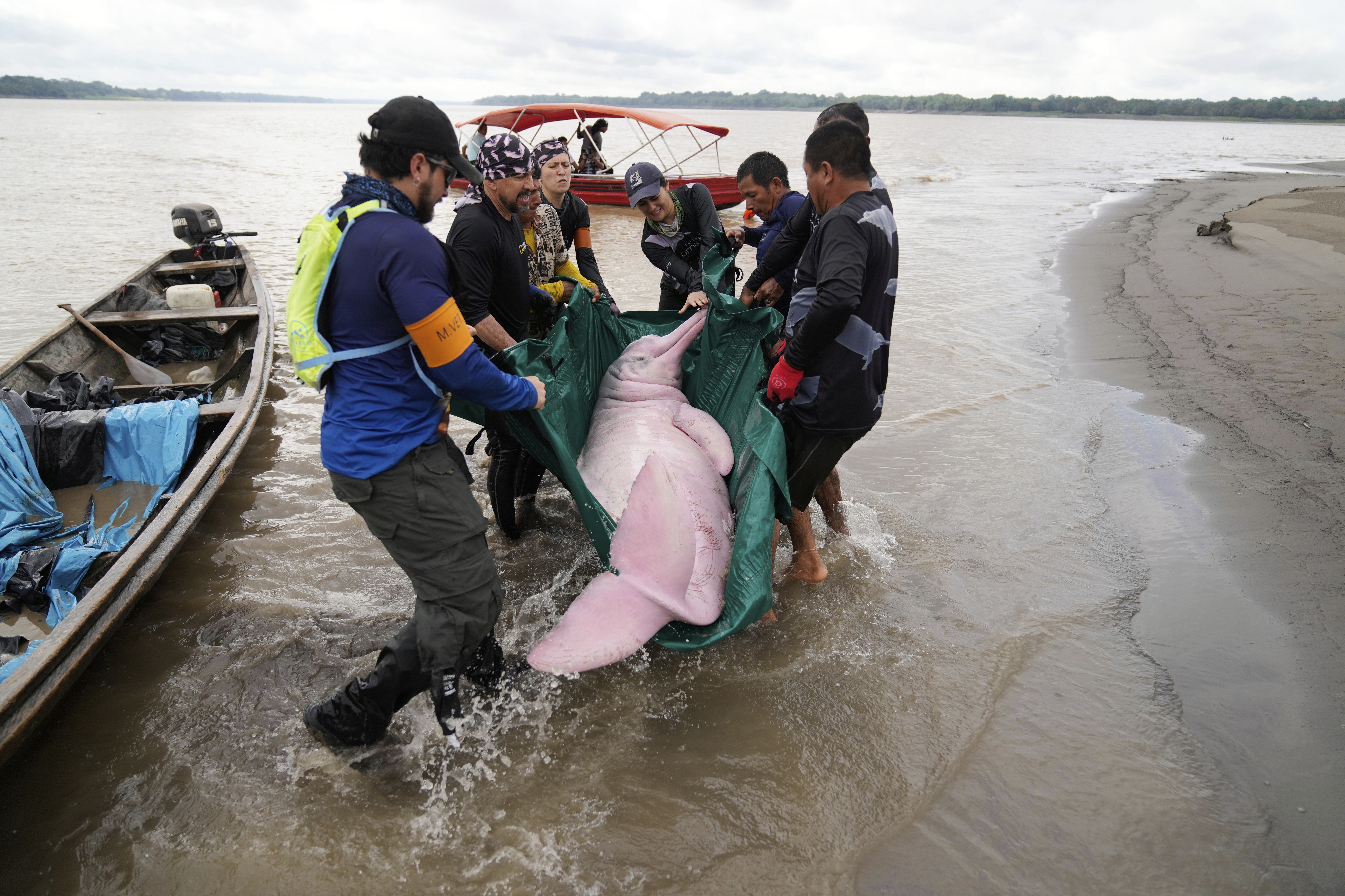 Scientists and veterinarians capture a pink river dolphin in the Amazon River for health checks in Puerto Narino, Colombia, Sunday, Sept. 7, 2025. (Fernando Vergara - AP)