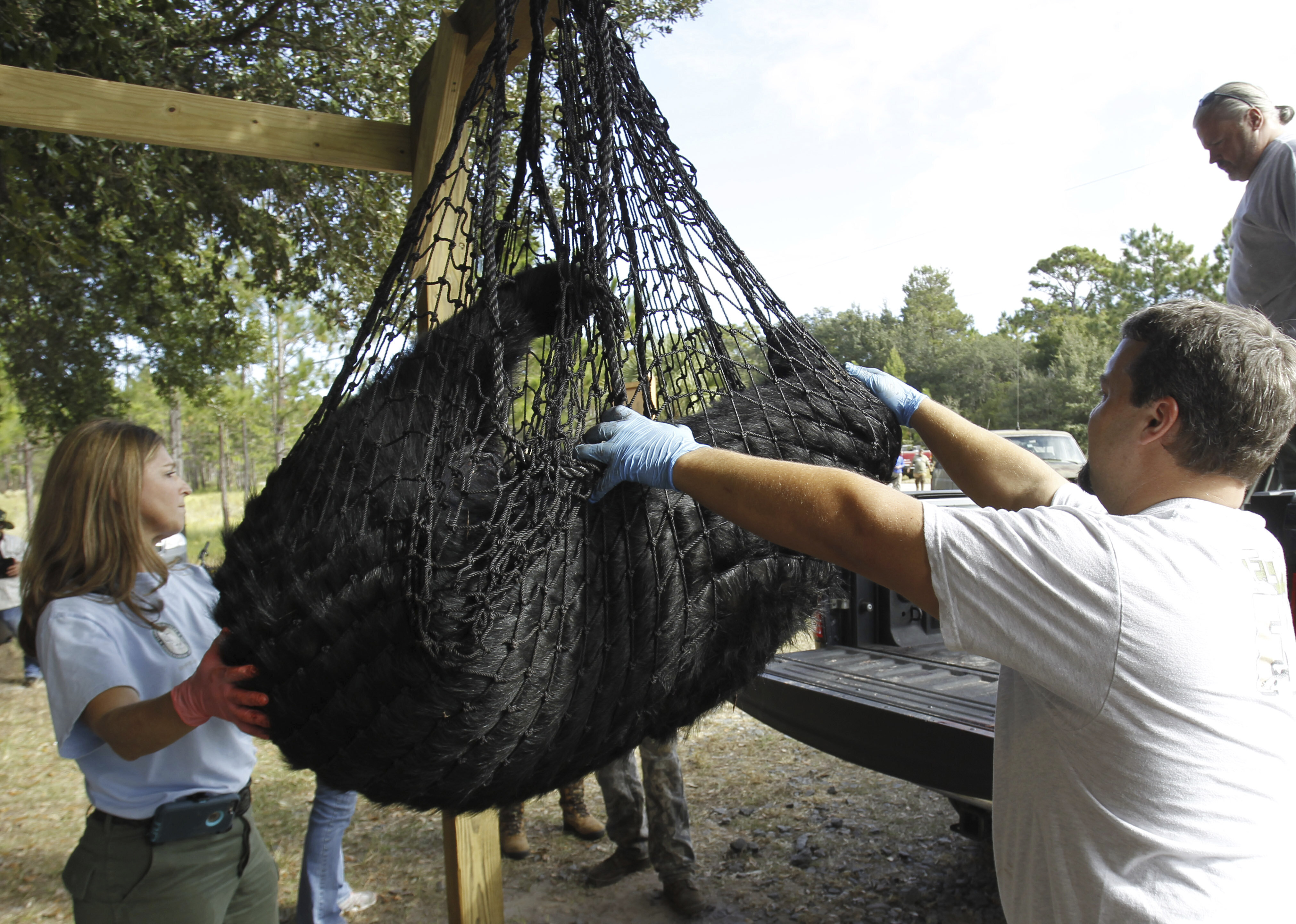 Conservationists sue to stop Florida’s first black bear hunt in a decade
