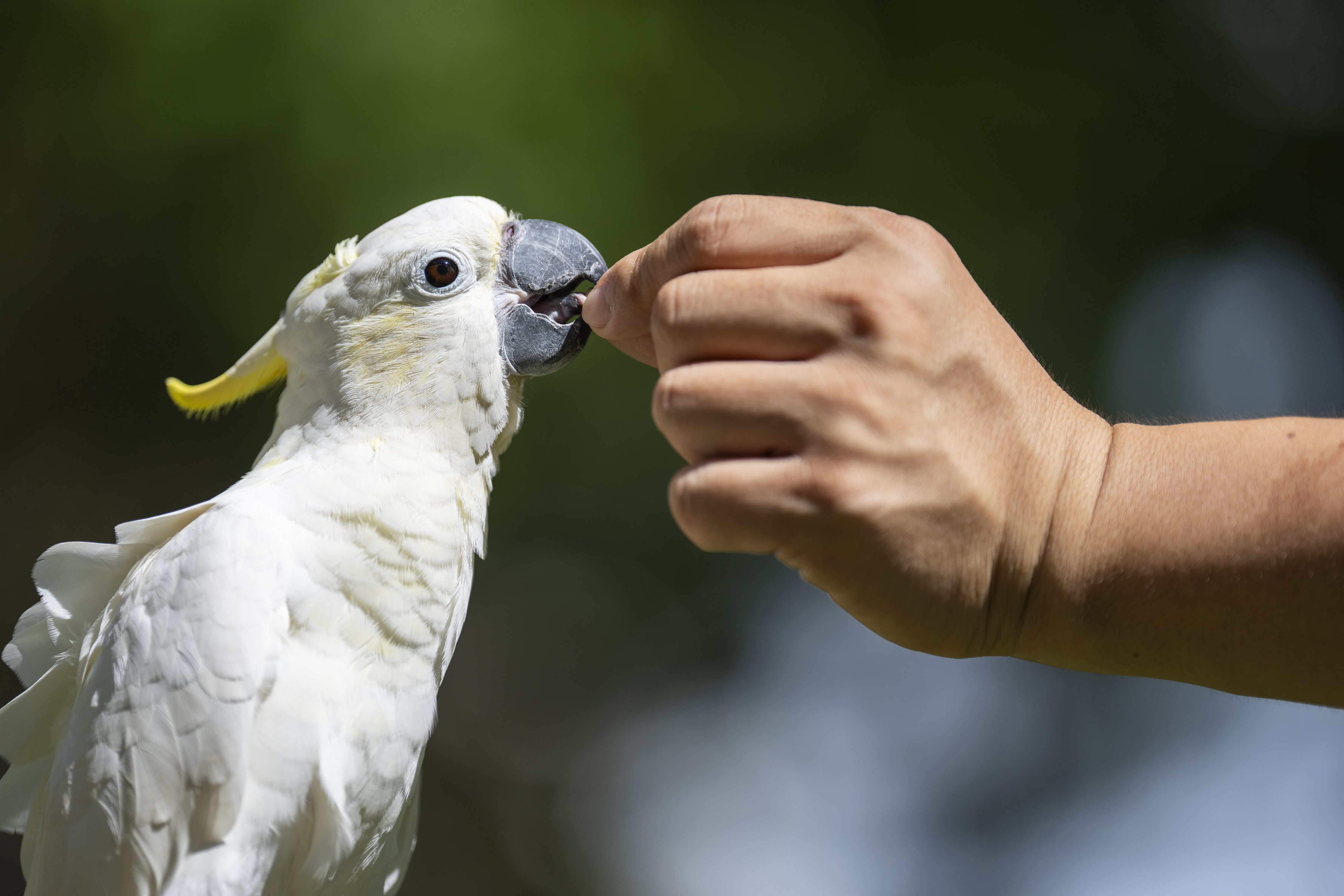 Dreamy Cheung feeds her domesticated yellow-crested cockatoo at a park in Hong Kong, on Aug. 23, 2025. (Chan Long Hei - AP)