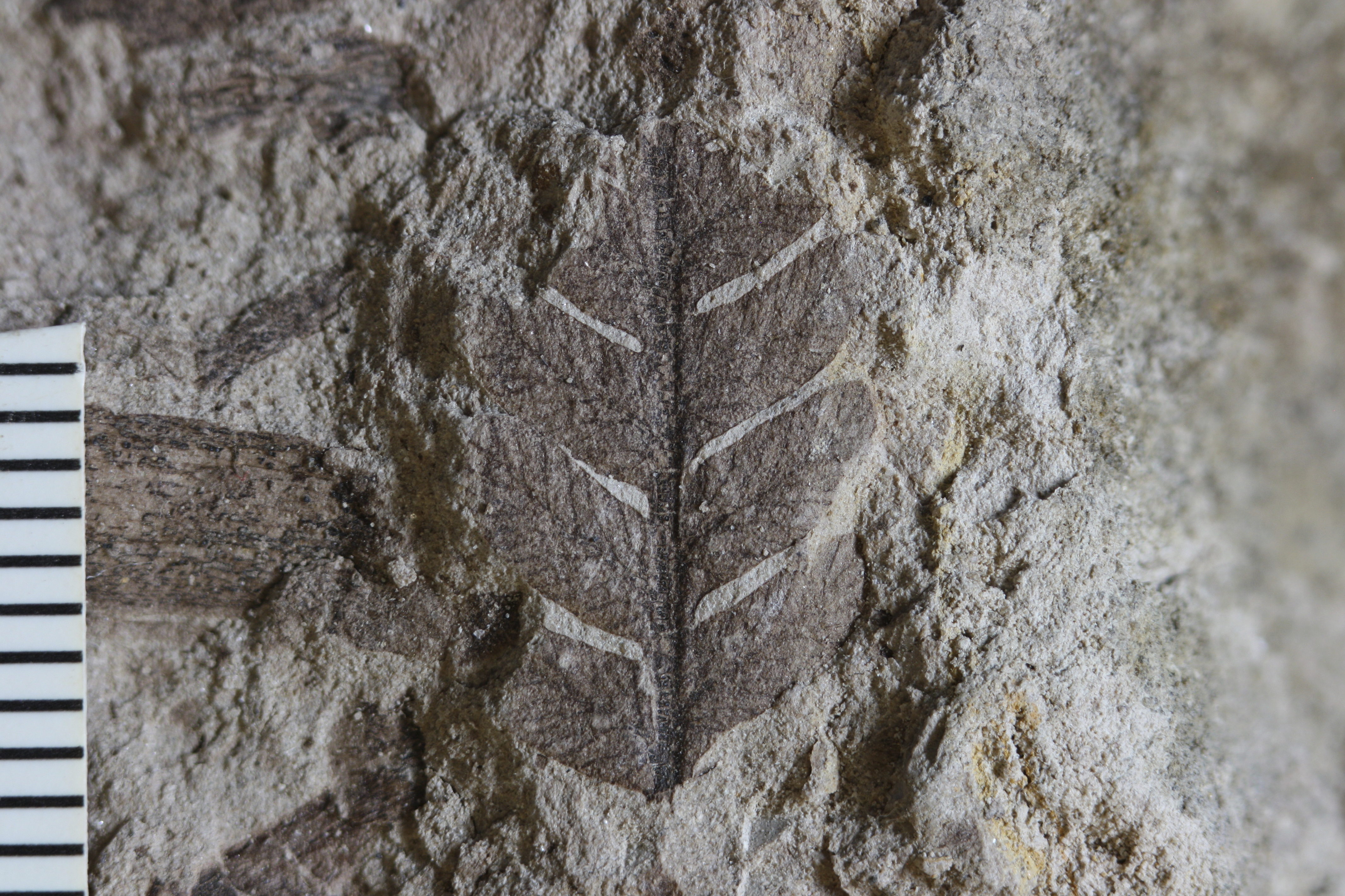 This photo provided by researchers in September 2025 shows a Cretaceous-era fossil of a fern leaf found in a quarry in Ecuador. (Fabiany Herrera - Fabiany Herrera)