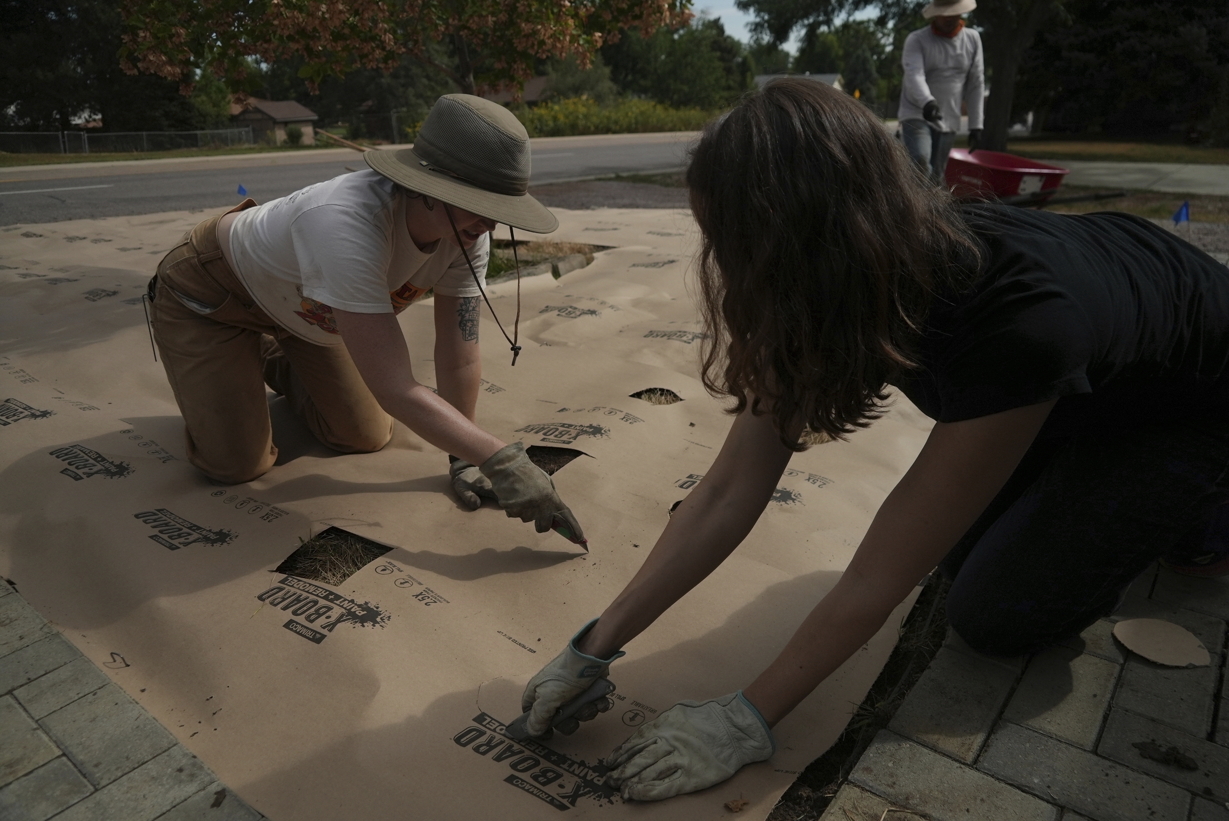 Homeowner Lena Astilli cuts holes in a weed barrier atop her dead grass where native seedlings will be planted Thursday, Aug. 28, 2025, in Littleton, Colo. (Brittany Peterson - AP)