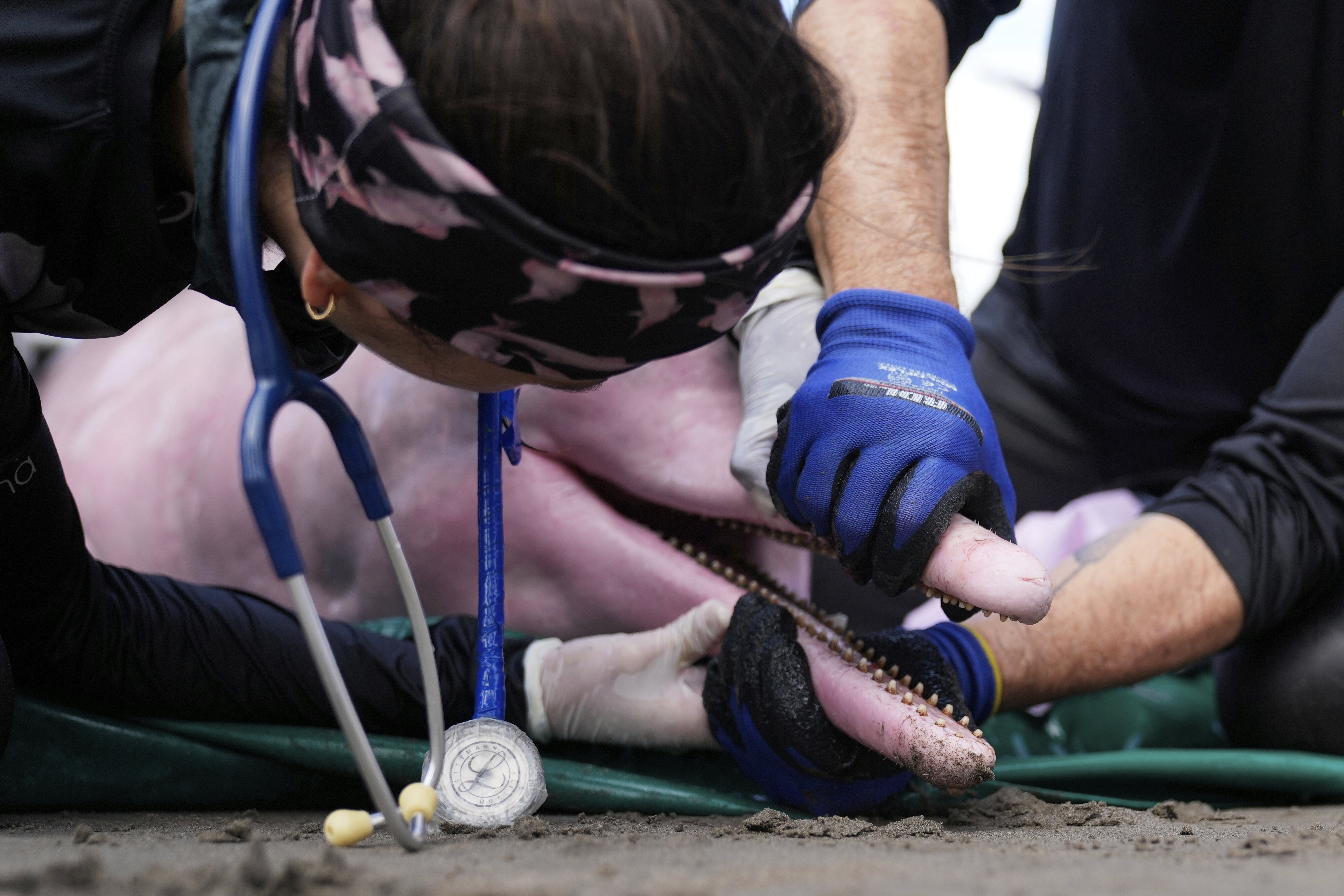 Scientists and veterinarians examine a pink river dolphin in Puerto Narino, Colombia, Sunday, Sept. 7, 2025. (Fernando Vergara - AP)