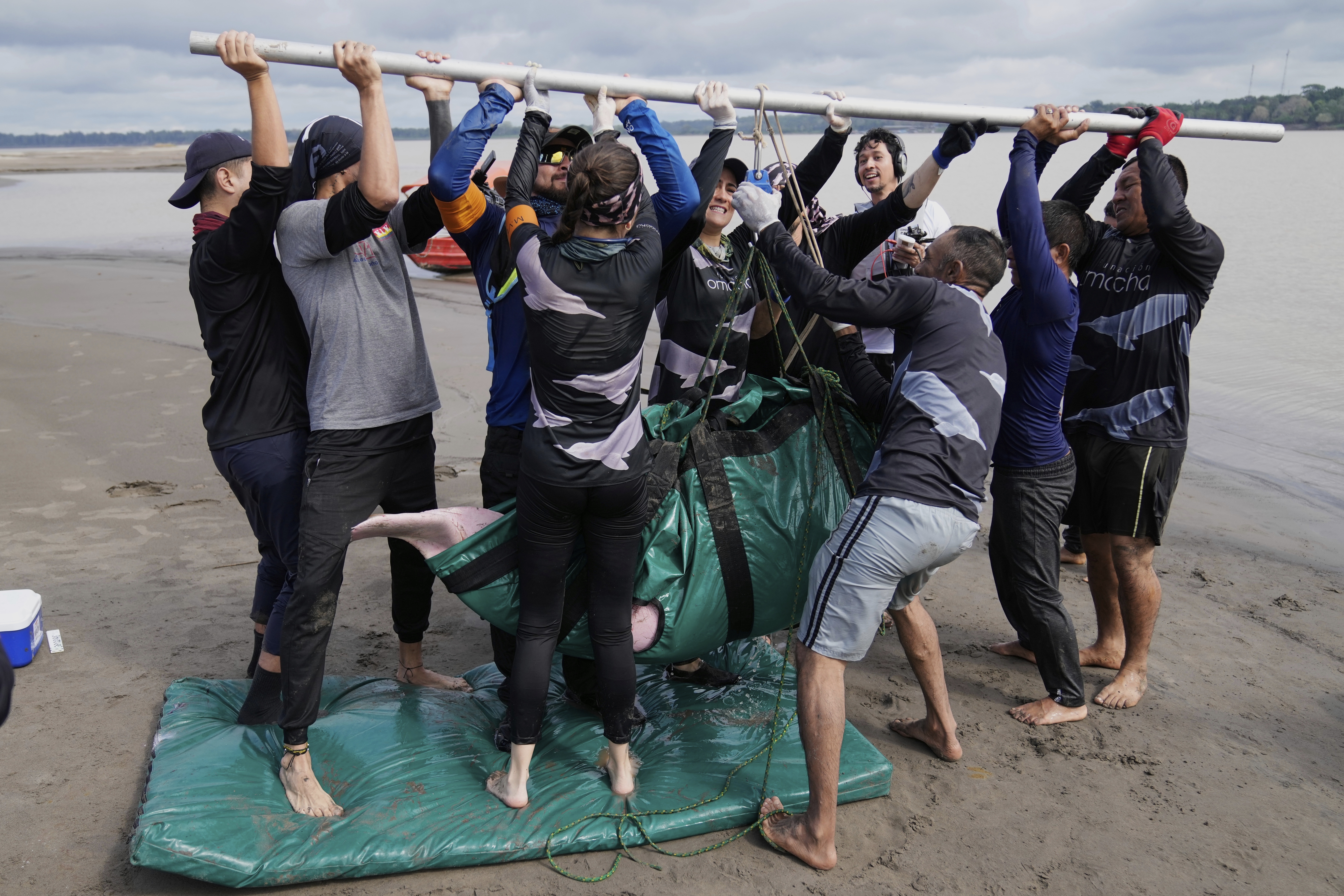 Scientists and veterinarians weigh a pink river dolphin after a health check in Puerto Narino, Colombia, Sunday, Sept. 7, 2025. (Fernando Vergara - AP)