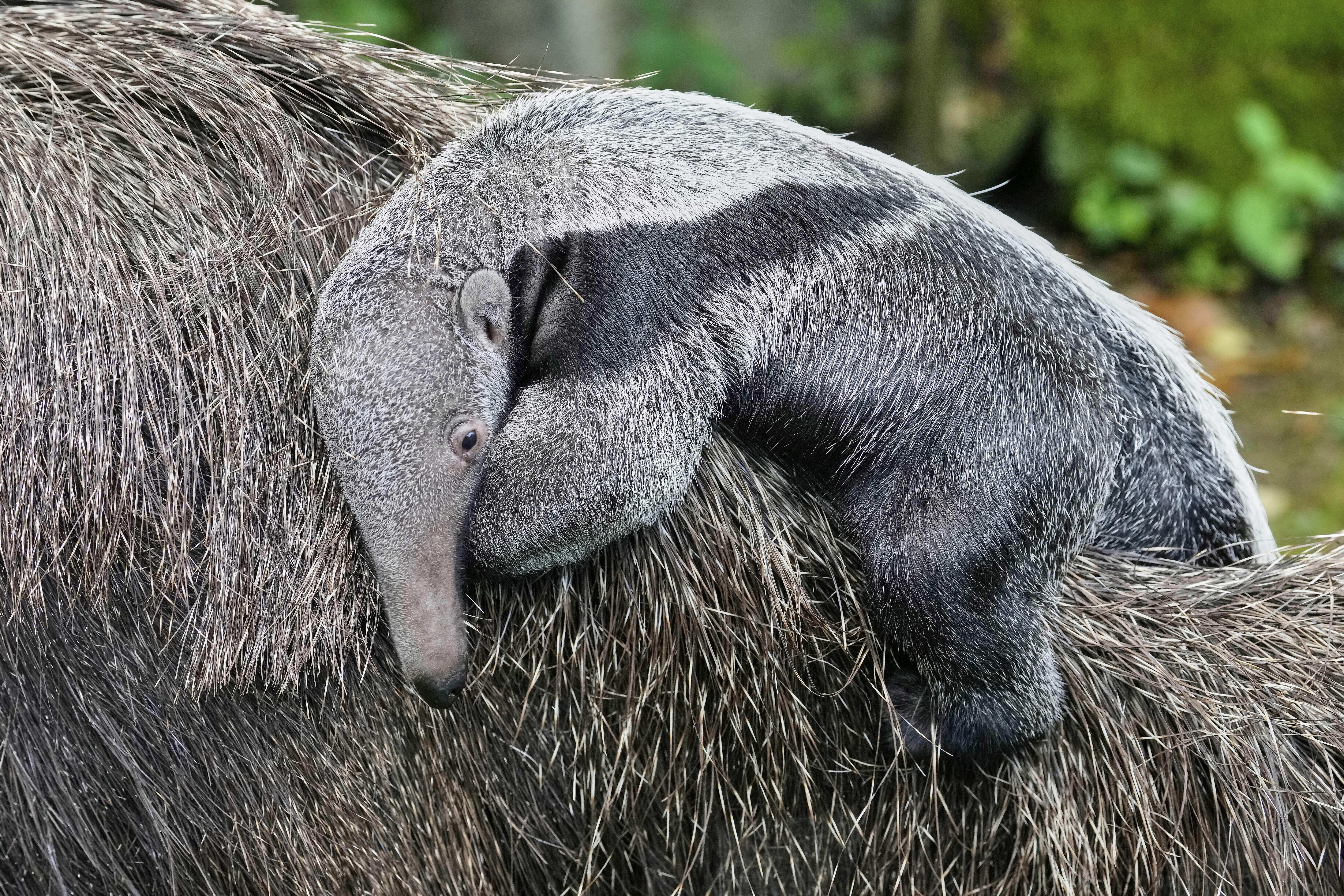 A two-week-old giant anteater cub rides on its mother's back at the zoo in Cologne, Germany, Thursday, Sept. 11, 2025. (Martin Meissner - AP)