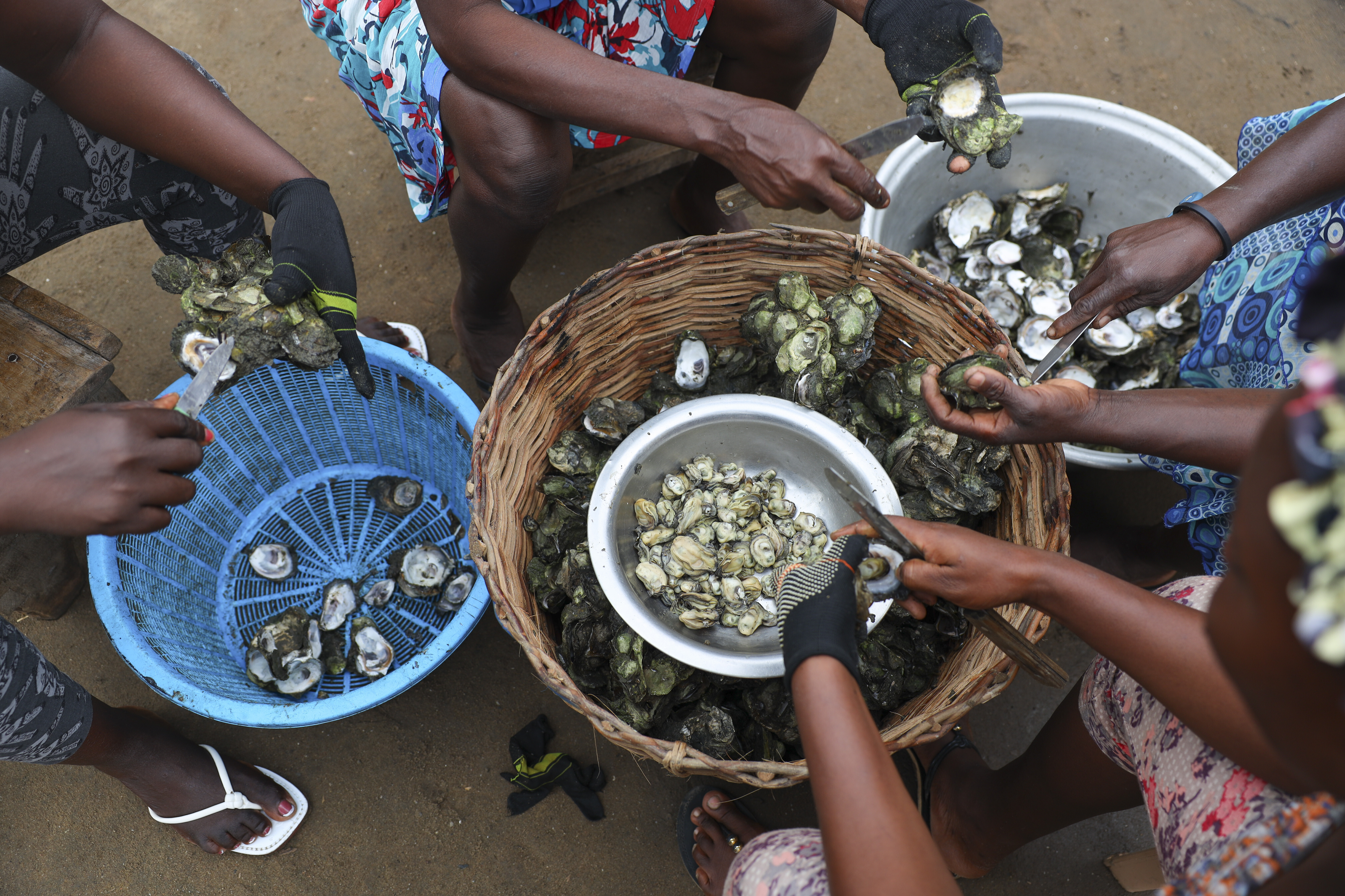 Women open freshly cooked oysters in Tsokomey, Ghana, Aug. 6, 2025. (Misper Apawu - AP)