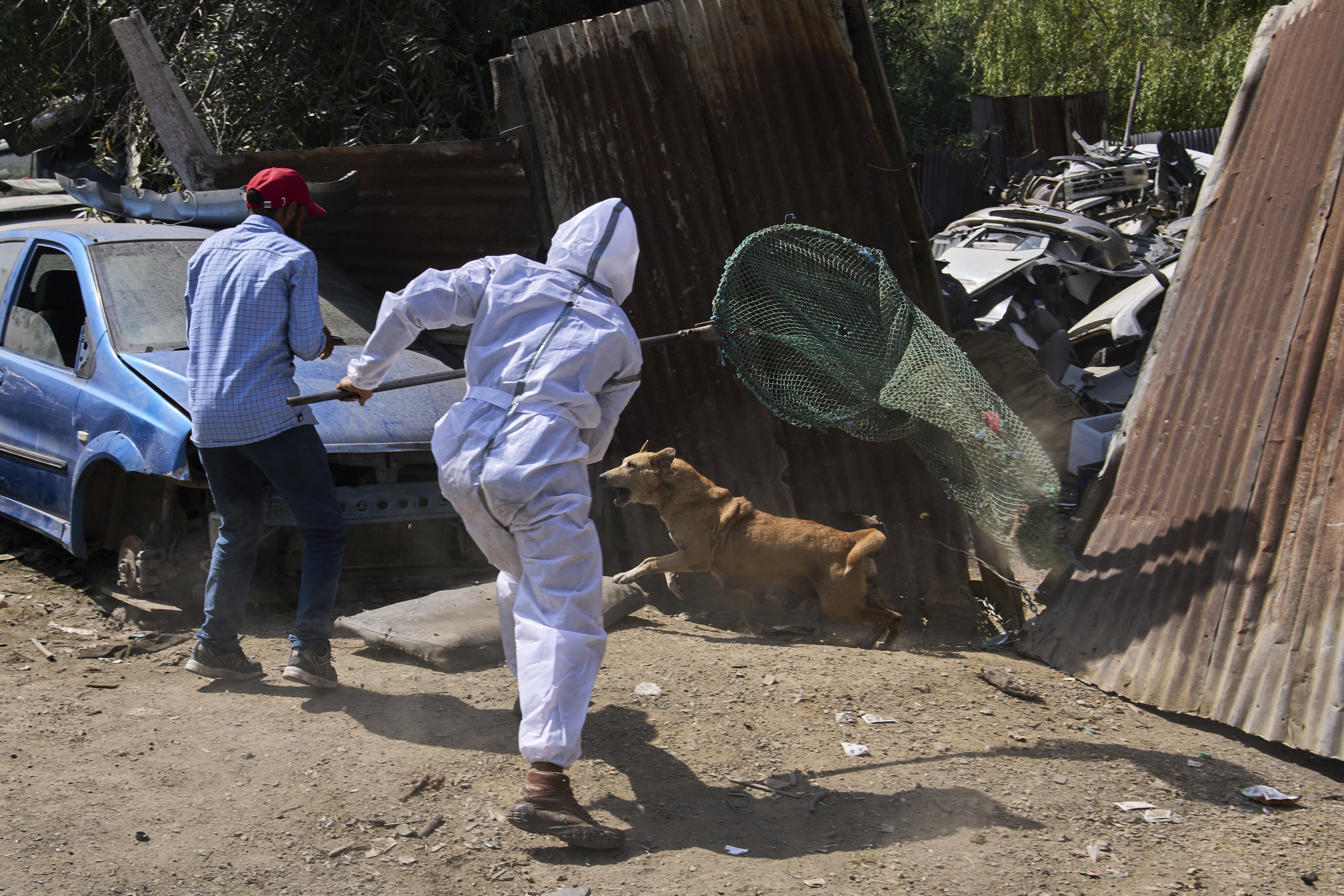 Municipal workers catch a stray dog during a sterilization drive in Srinagar, Indian controlled Kashmir, Wednesday, Sept. 17, 2025. (Dar Yasin - AP)