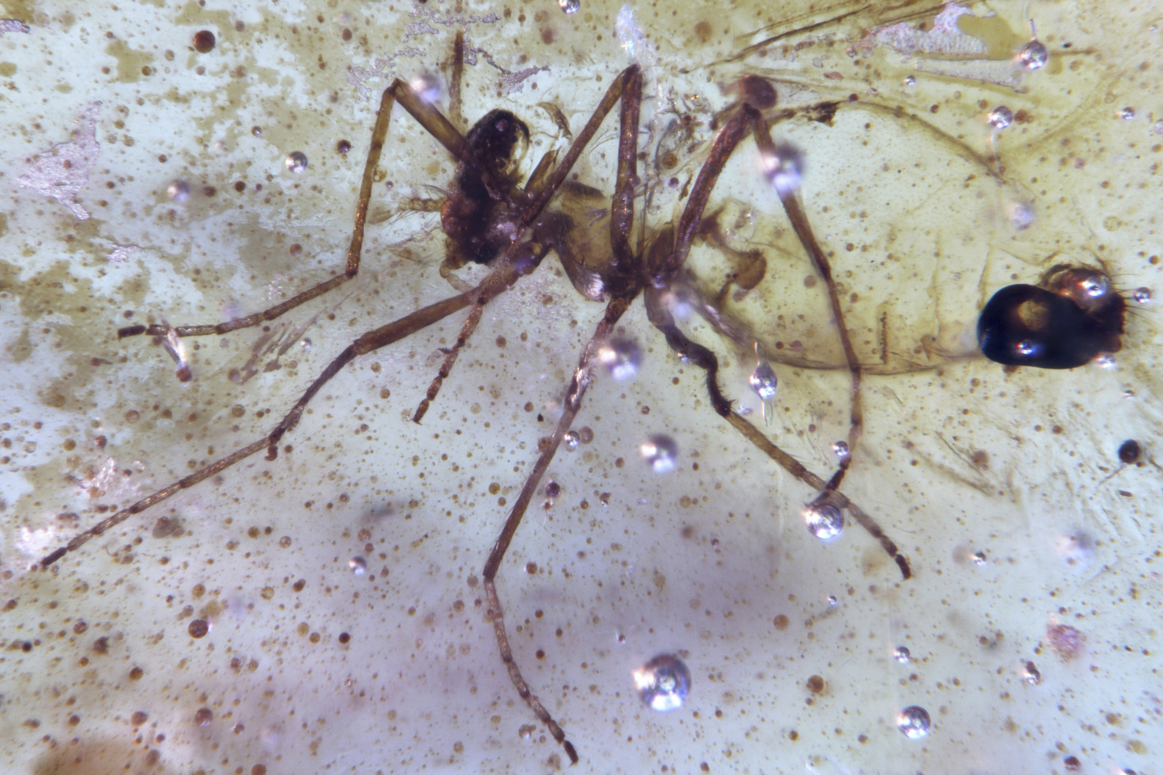 This photo provided by researchers in September 2025 shows a Diptera Nematocera fly of the family Chironomidae (non-biting midges) trapped in a Cretaceous-era amber sample discovered in Ecuador. (Mónica Solórzano-Kraemer - Mónica Solórzano-Kraemer)