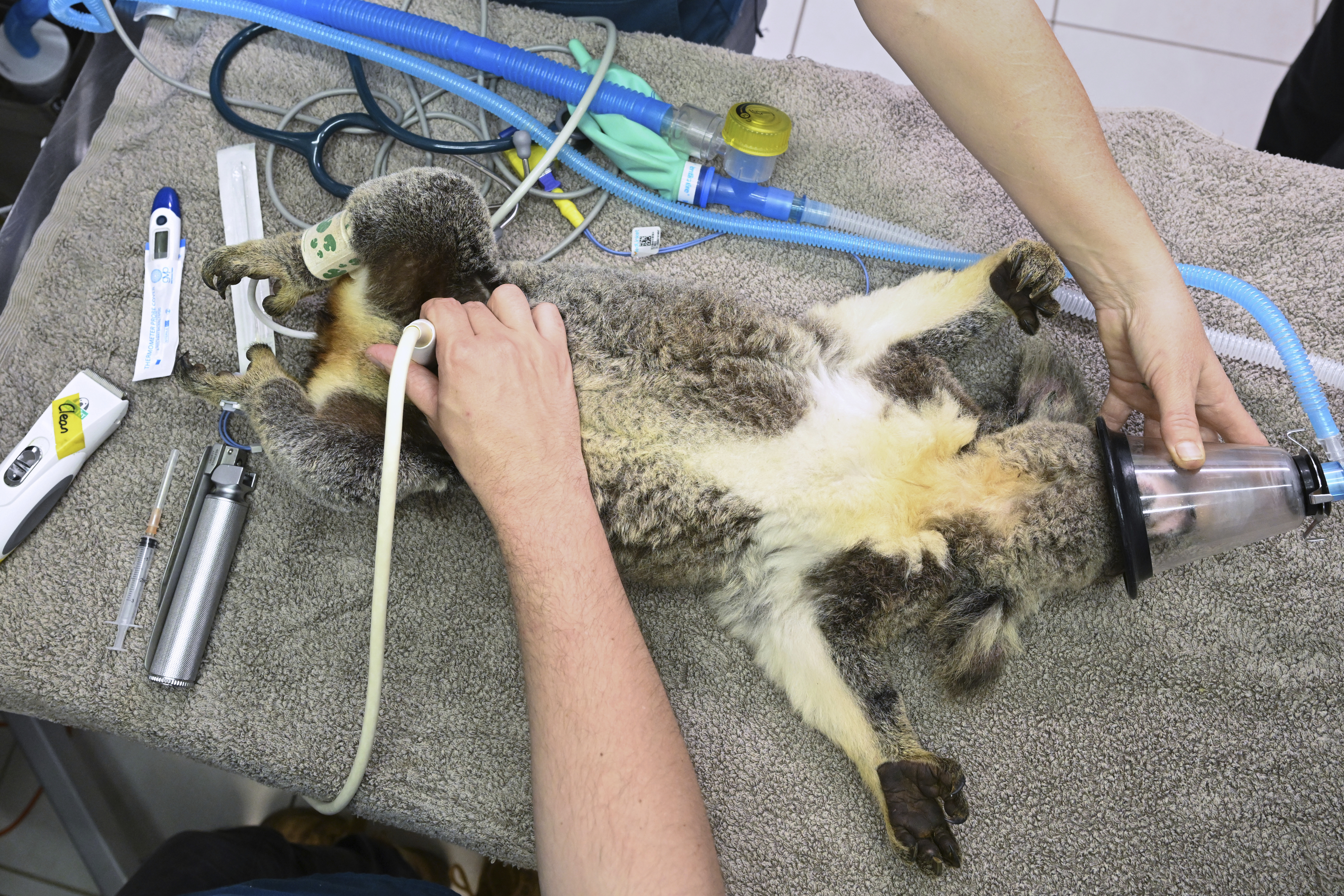 A Koala is seen being treated for chlamydia at the Endeavour Veterinary Ecology at Toorbul, north of Brisbane, Australia, Tuesday, Sept. 9, 2025. (Darren England - AAP)