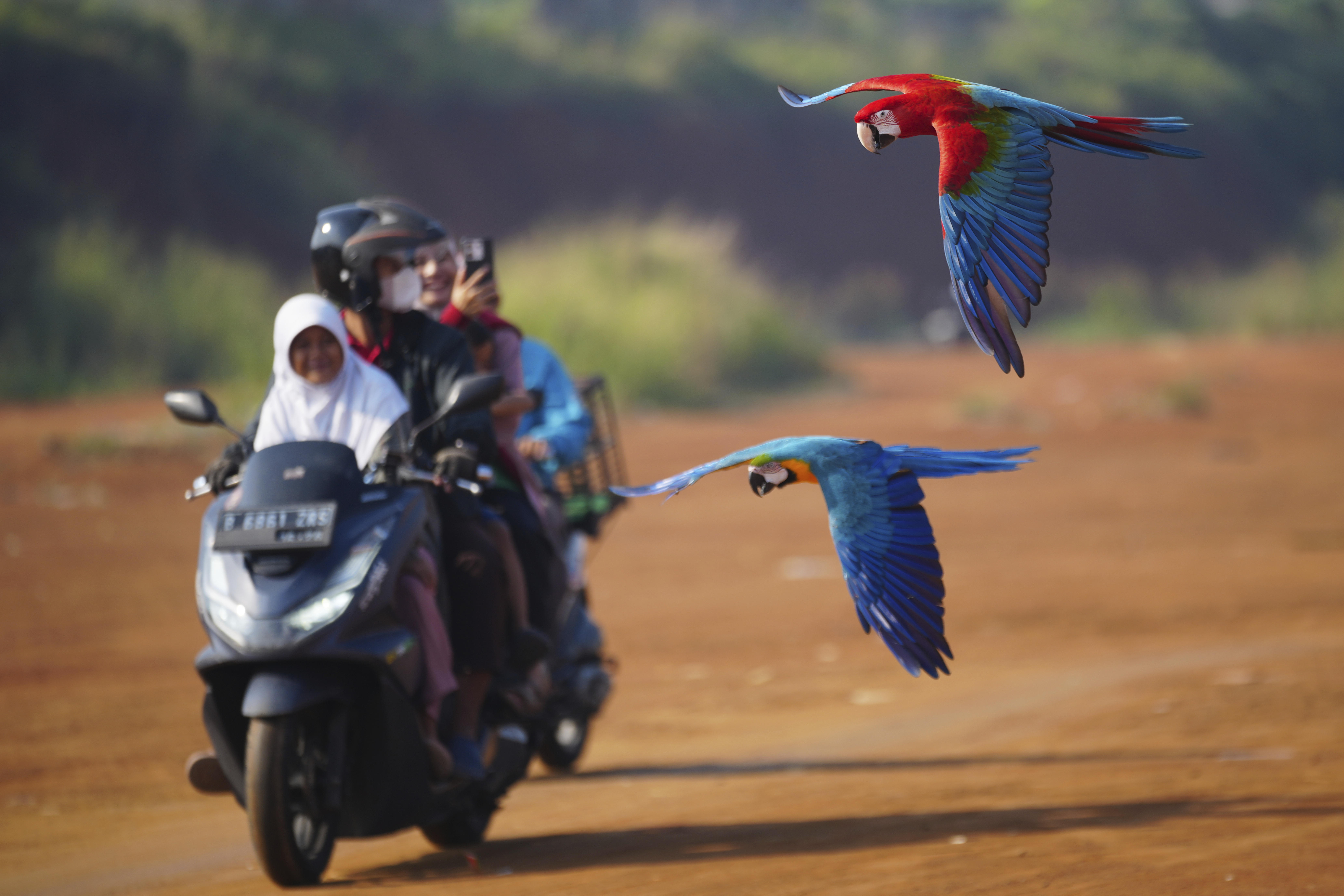 Macaws fly past a family on a scooter during a training session in a field in Depok, on the outskirts of Jakarta, Indonesia, Saturday, Aug. 16, 2025. (Tatan Syuflana - AP)