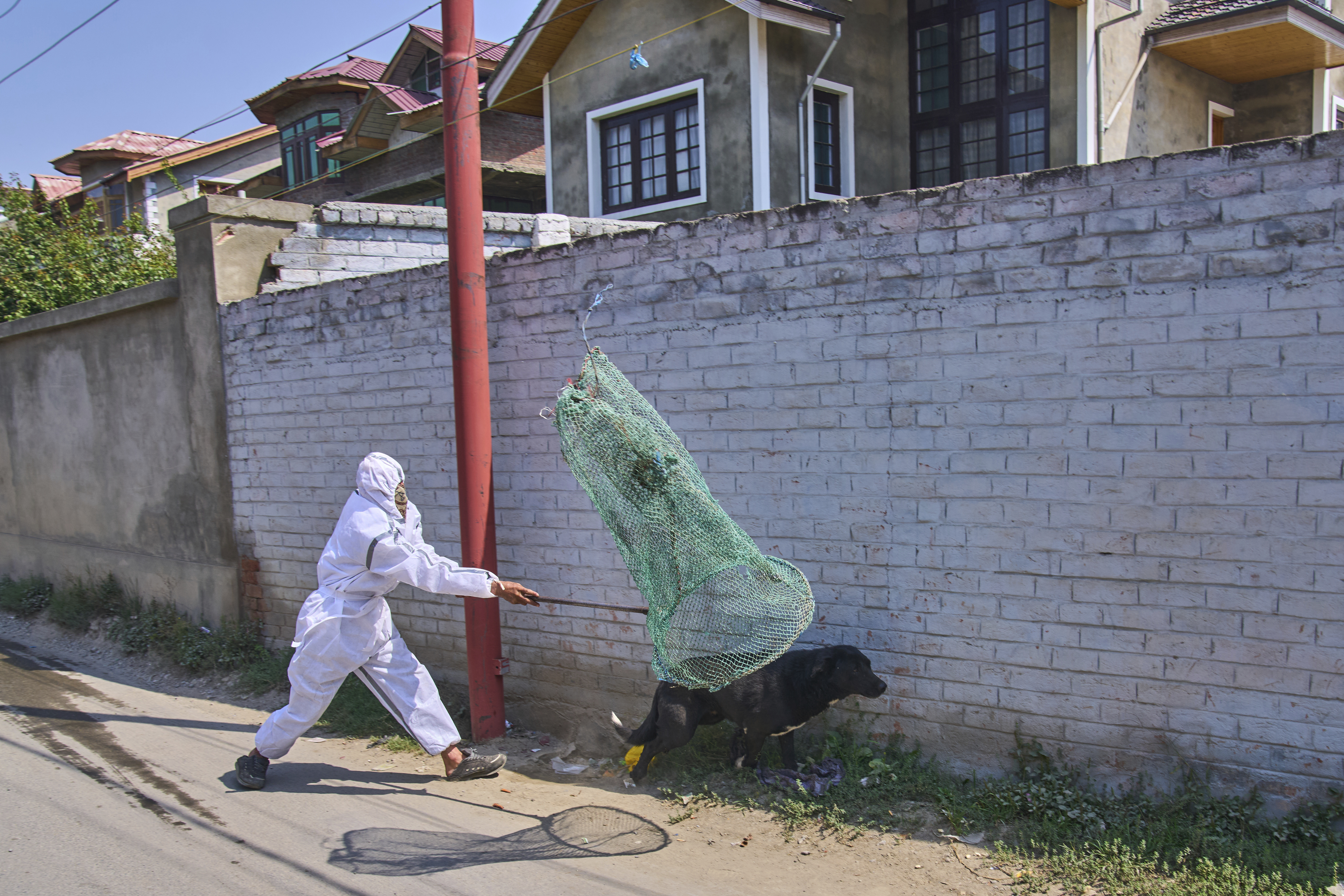 A municipal worker catches a stray dog during a sterilization drive in Srinagar, Indian controlled Kashmir, Wednesday, Sept. 17, 2025. (Dar Yasin - AP)