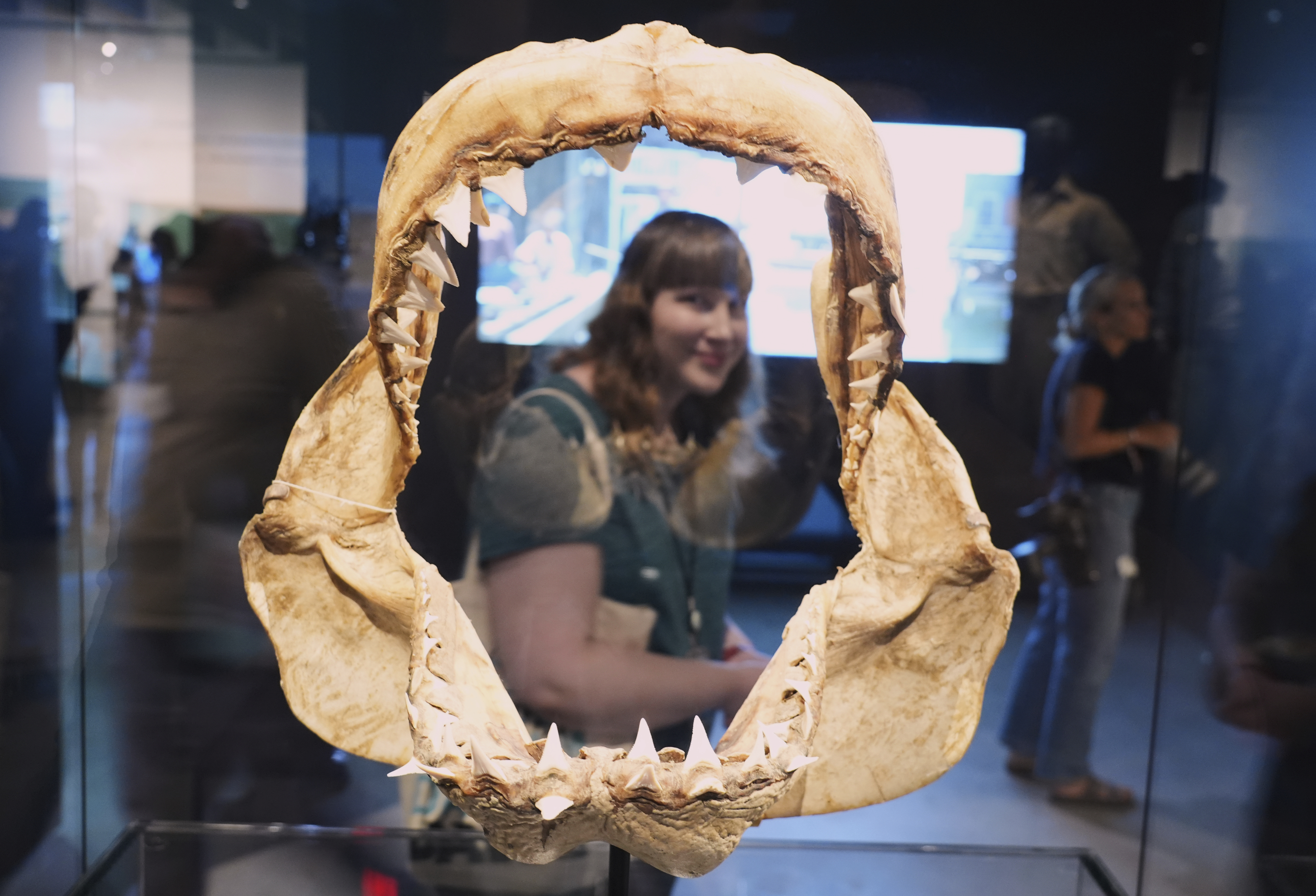 Megan Grouchow is seen through a set of great white shark jaws used for research and set decoration for the film