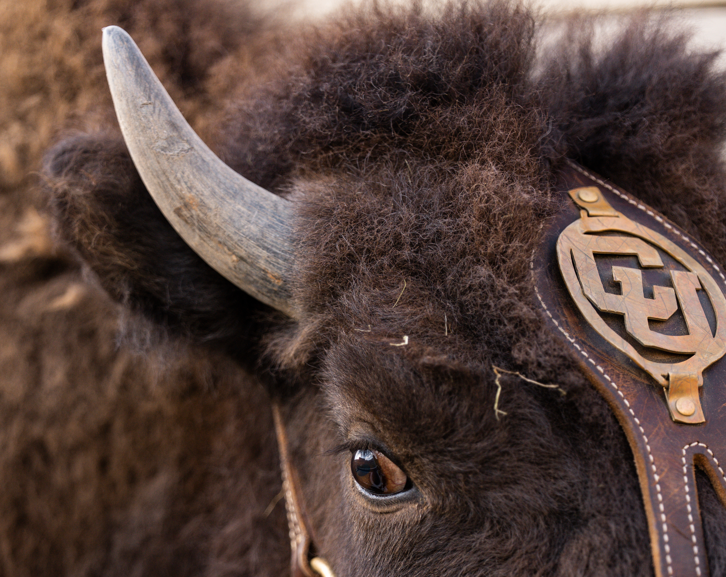 In this image provided by the University of Colorado Athletics, a CU logo is displayed on the the harness of Colorado's new mascot Ralphie VII, a 1-year-old yet-to-be-named bison, Monday, Sept. 15, 2025, at Folsom Field in Boulder, Colo. (Uncredited - University of Colorado Athletics)