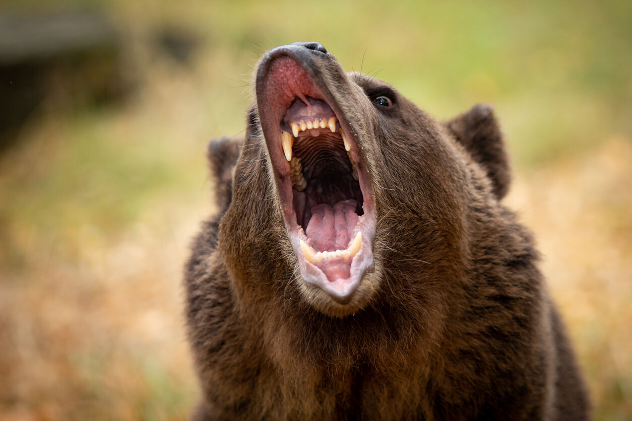 Bear attacks solo hiker at national park in U.S.