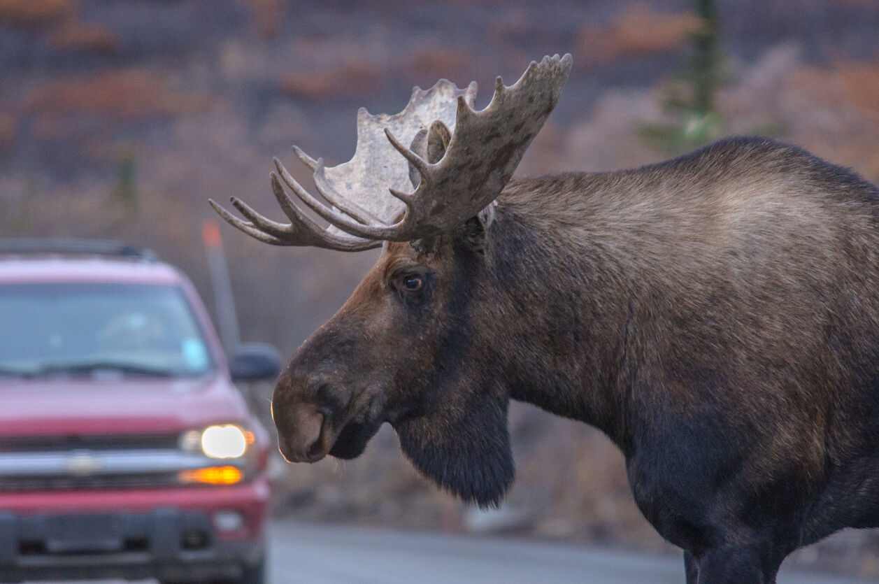 Moose dead after getting struck by vehicle in Colorado’s ski country