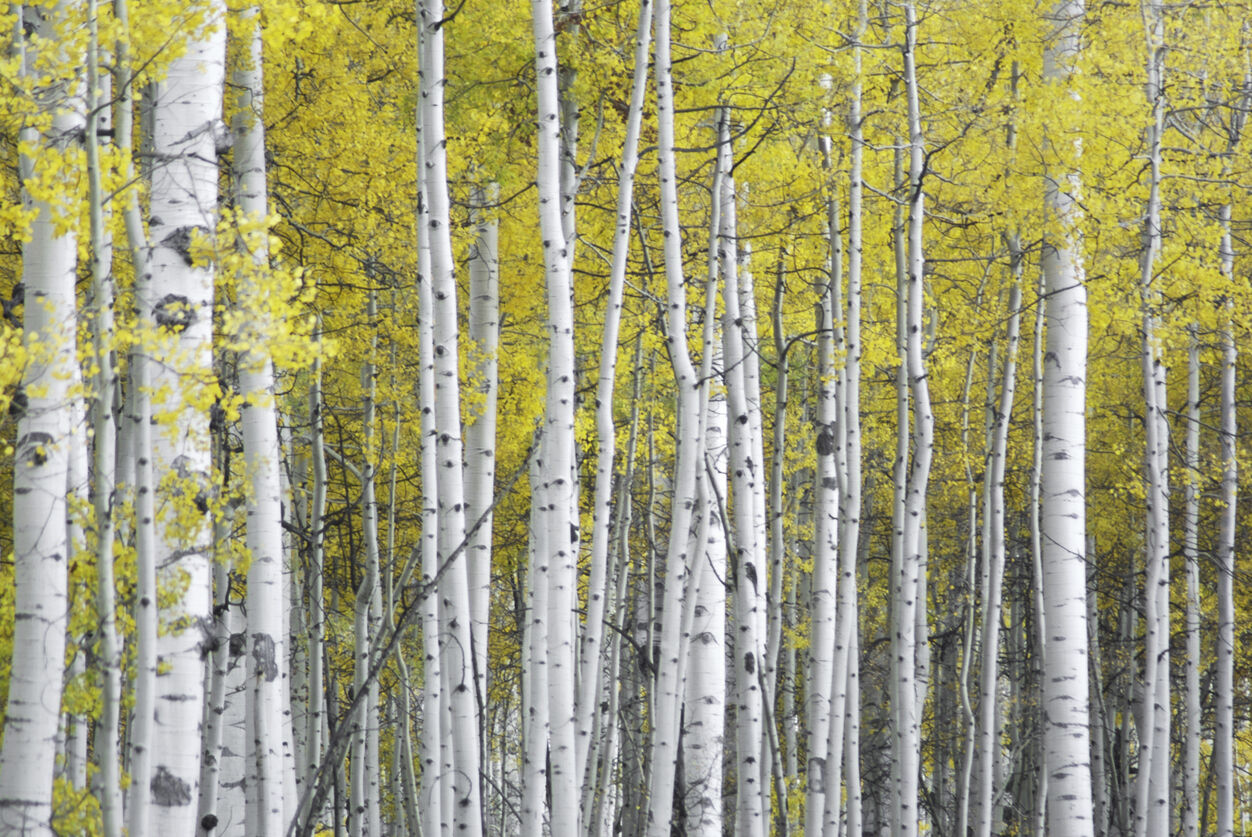 8 Colorado spots rank among ‘top places for fall colors’ around U.S.