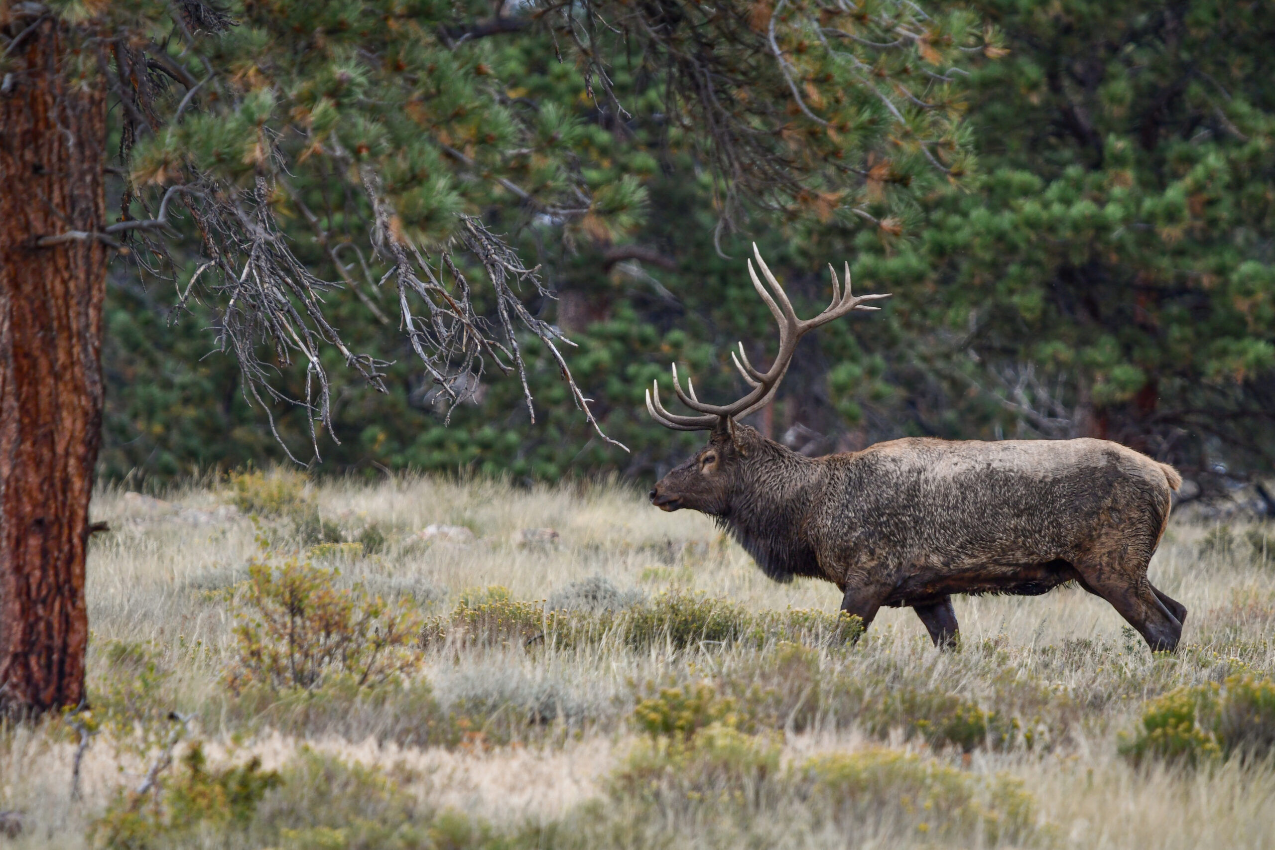 Officials investigating poaching of four bull elk in Las Animas County