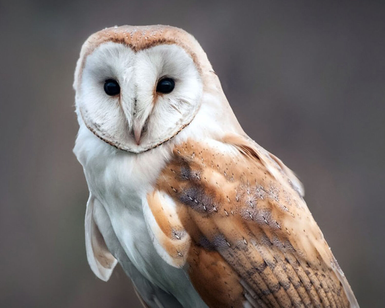 Weekend things to do around Denver and beyond: Flocktoberfest and more