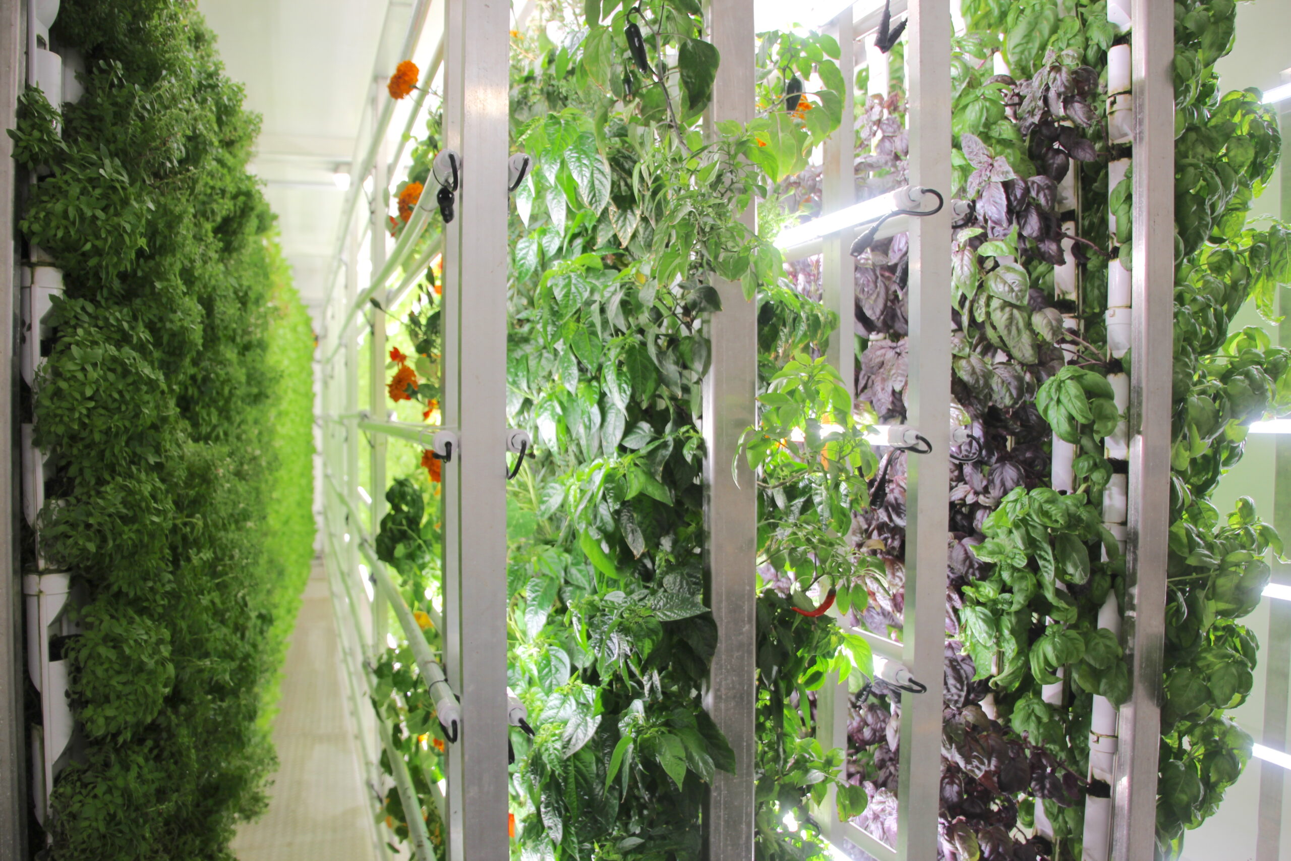‘Coolest thing made in Colorado’ this year? A shipping container farm