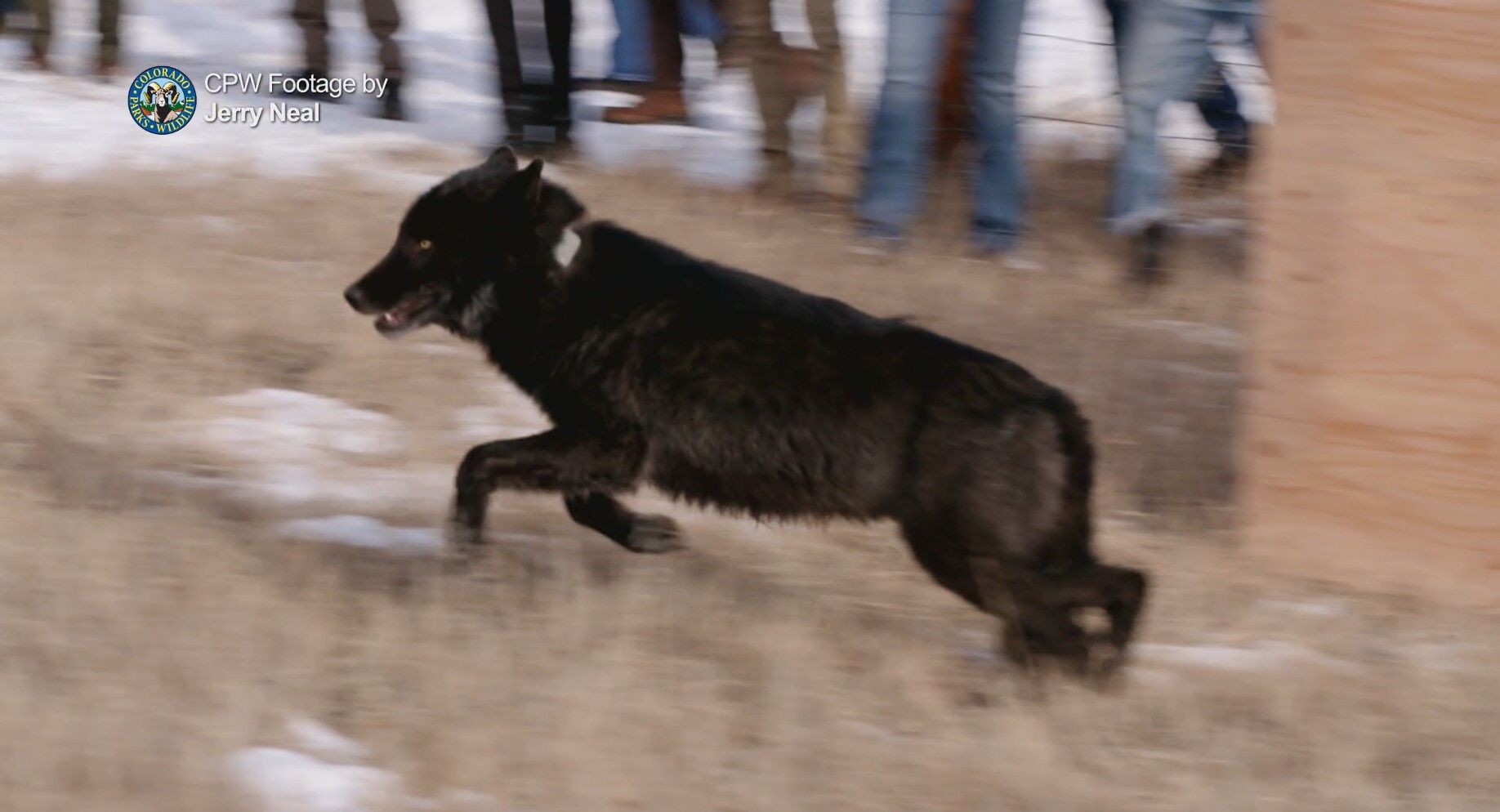 US Fish and Wildlife Services tells Colorado: No more wolves from Canada, Alaska