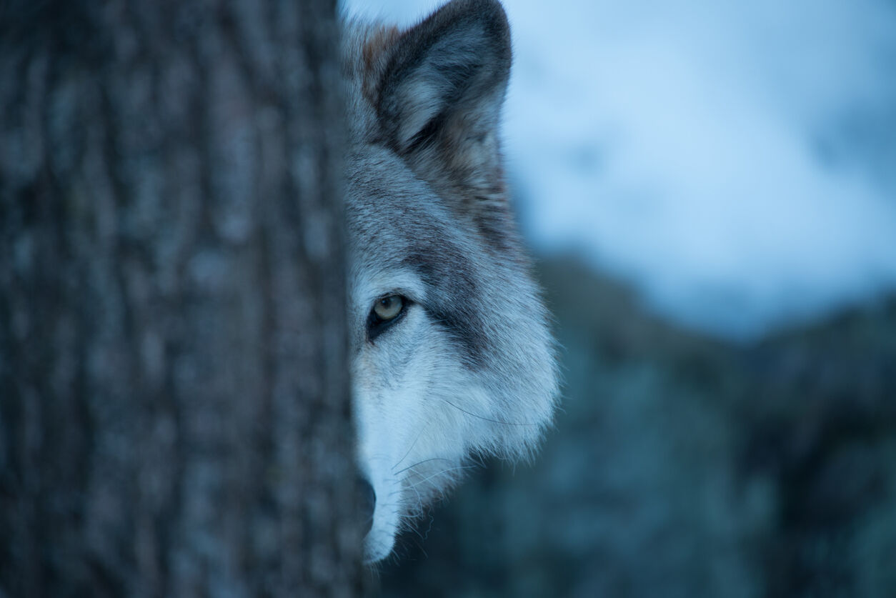 Attacks continue month after officials shot wolf blamed for killing livestock in Colorado