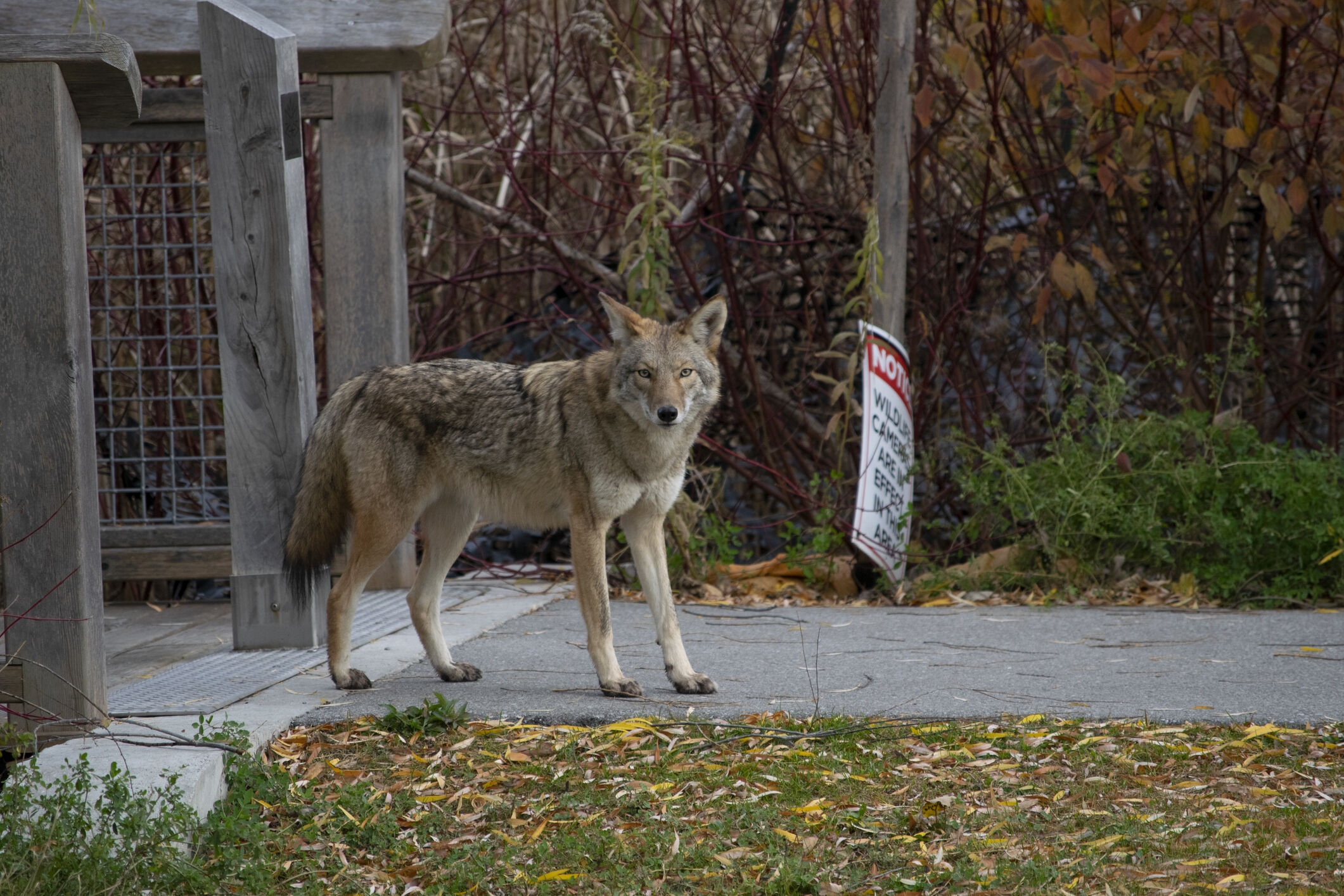 Coyotes are killing dogs in the Denver metro area