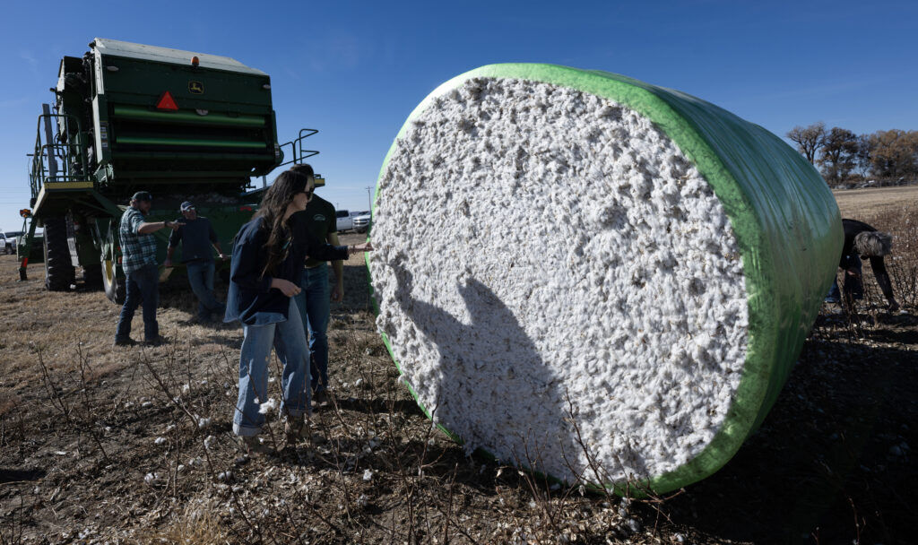 A roughly six-foot-tall module of harvested cotton