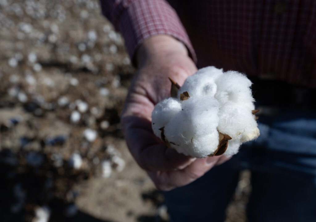 Close-up of cotton grown in Colorado