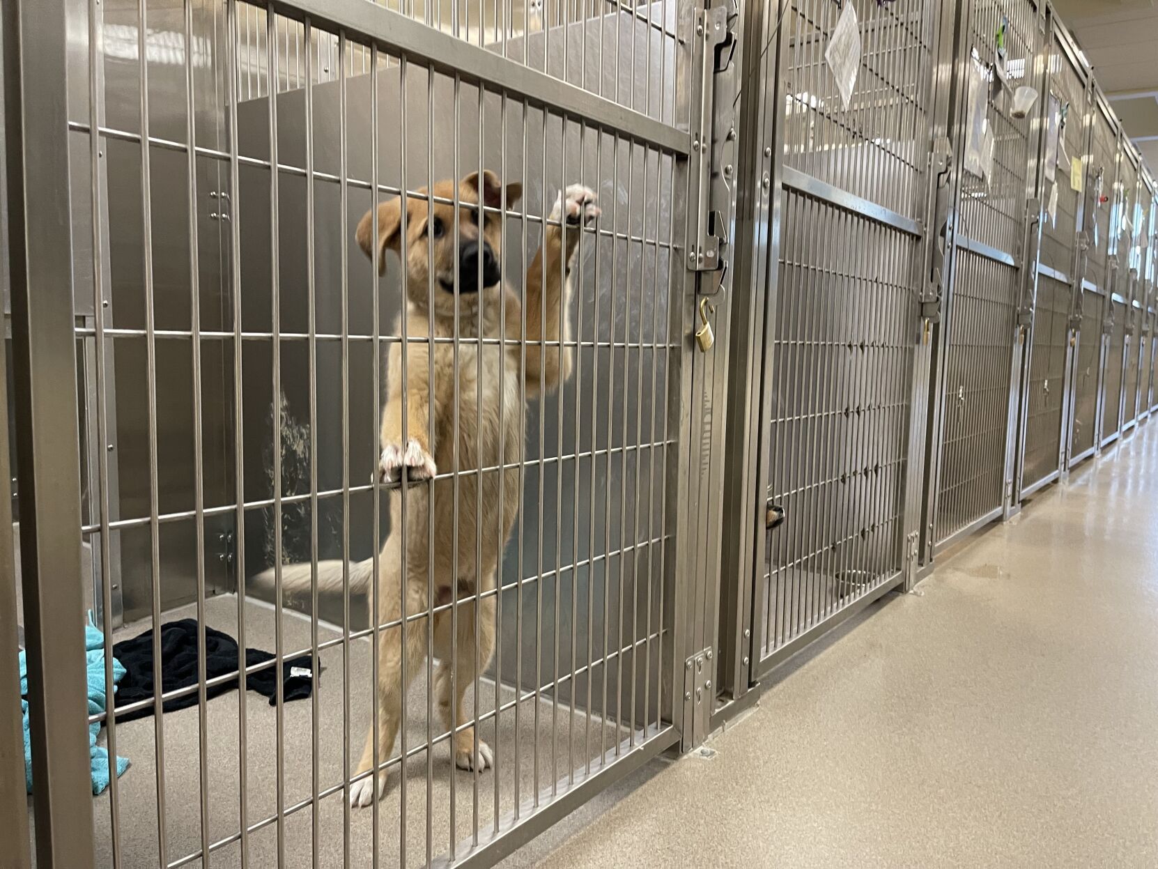 a small friendly dog in a cage looking hopeful
