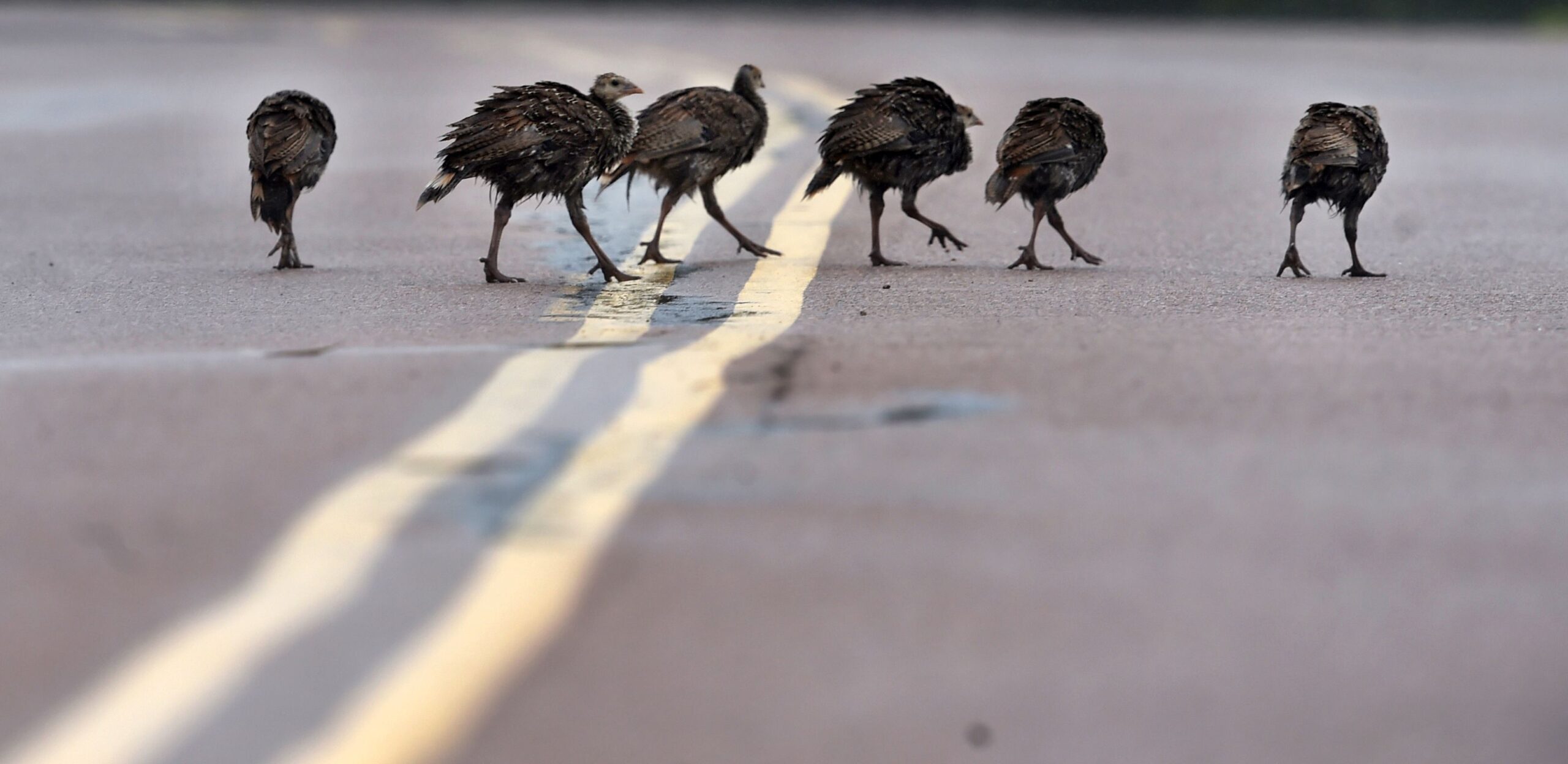 After Colorado reintroduction, wild turkeys are a common urban encounter