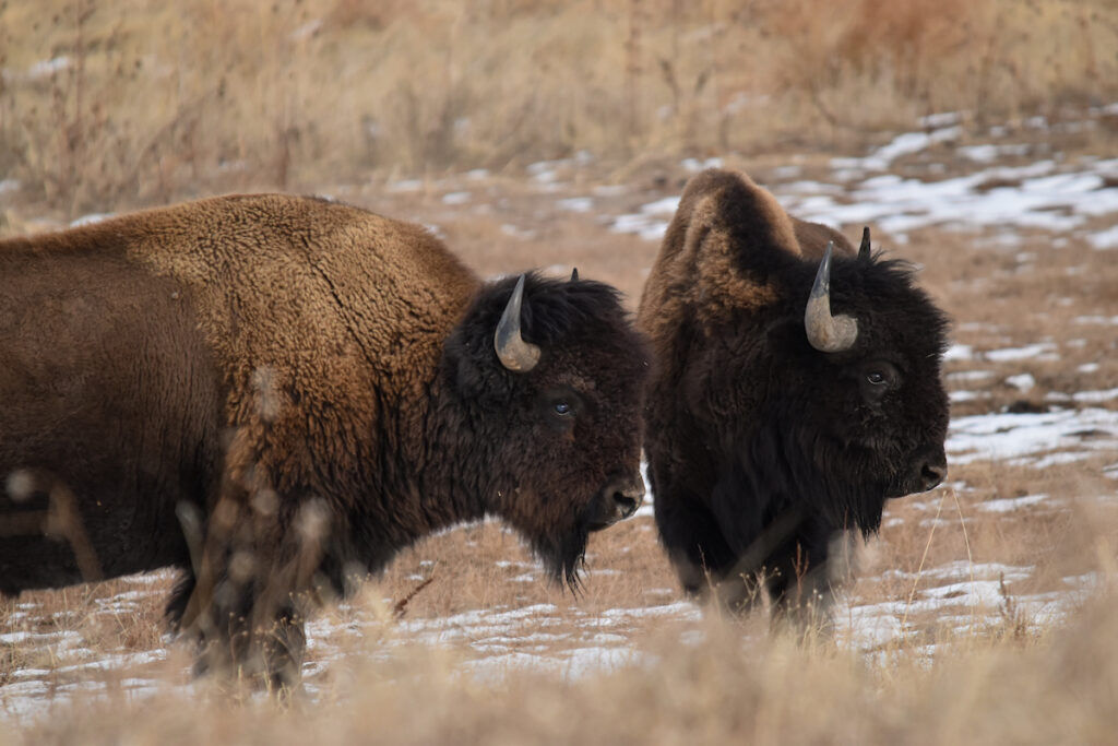 With a new classification for bison as wildlife in Colorado, officials expect to spend the next year or two crafting a plan for a herd that has long been wandering from Utah over to the Book Cliffs area of western Colorado. Photo by Wayne D. Lewis, Colorado Parks and Wildlife