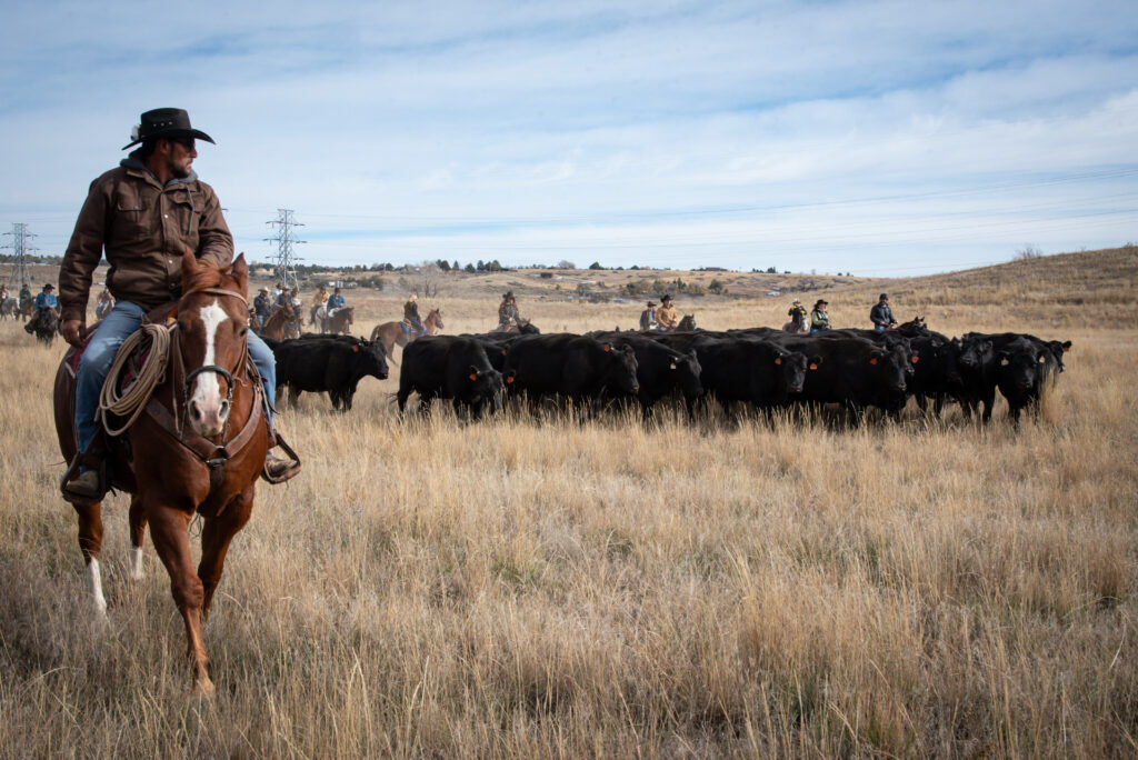 Sterling Ranch Cattle Drive 1