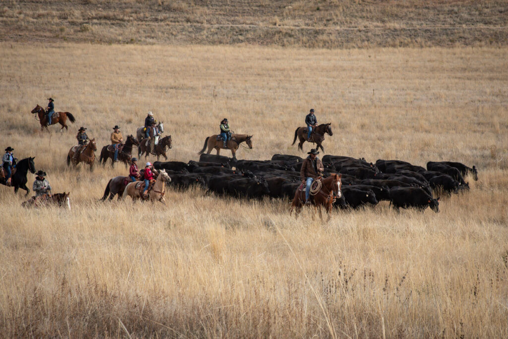 Sterling Ranch Cattle Drive 2