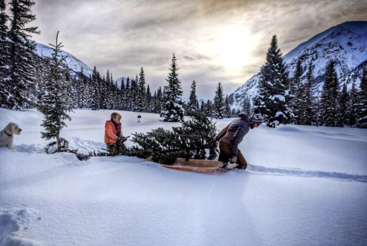 Colorado spots to cut down the perfect Christmas tree