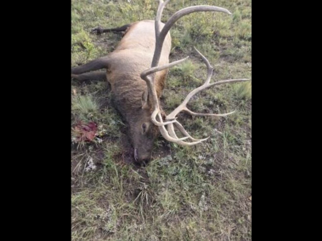 Reward doubles in poaching case involving 4 bull elk shot and left to rot