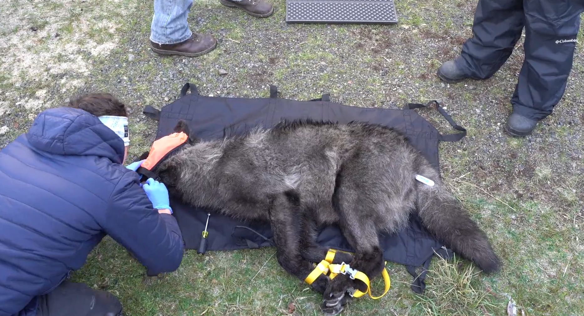 Washington state leaders rip Colorado over ‘failing’ wolf reintroduction program