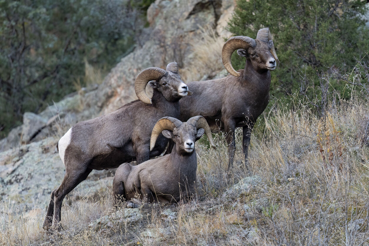 Video captures park ranger saving bighorn ram stuck in mud at Colorado park