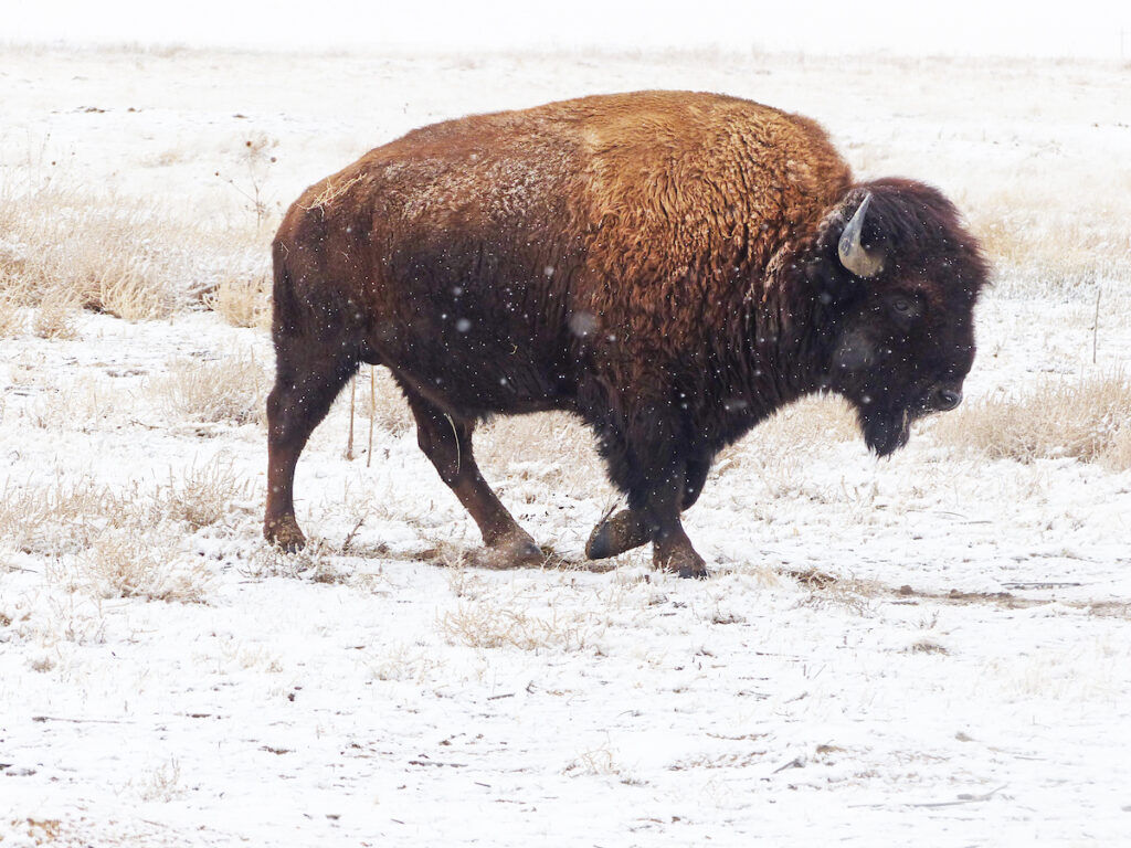With a new classification for bison as wildlife in Colorado, officials expect to spend the next year or two crafting a plan for a herd that has long been wandering from Utah over to the Book Cliffs area of western Colorado. Photo by Wayne D. Lewis, Colorado Parks and Wildlife